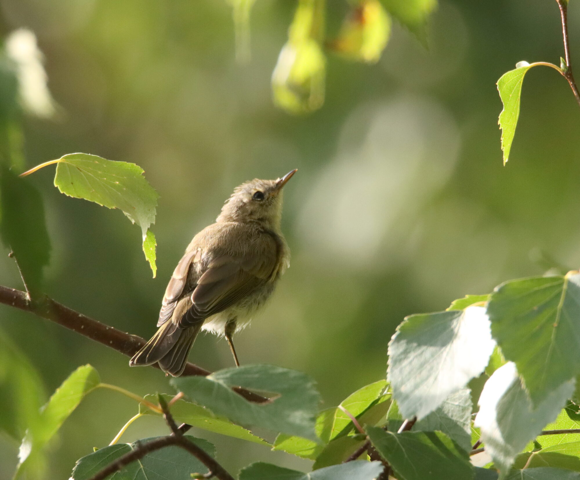 Valokuvaaja: Irja Lehtinen