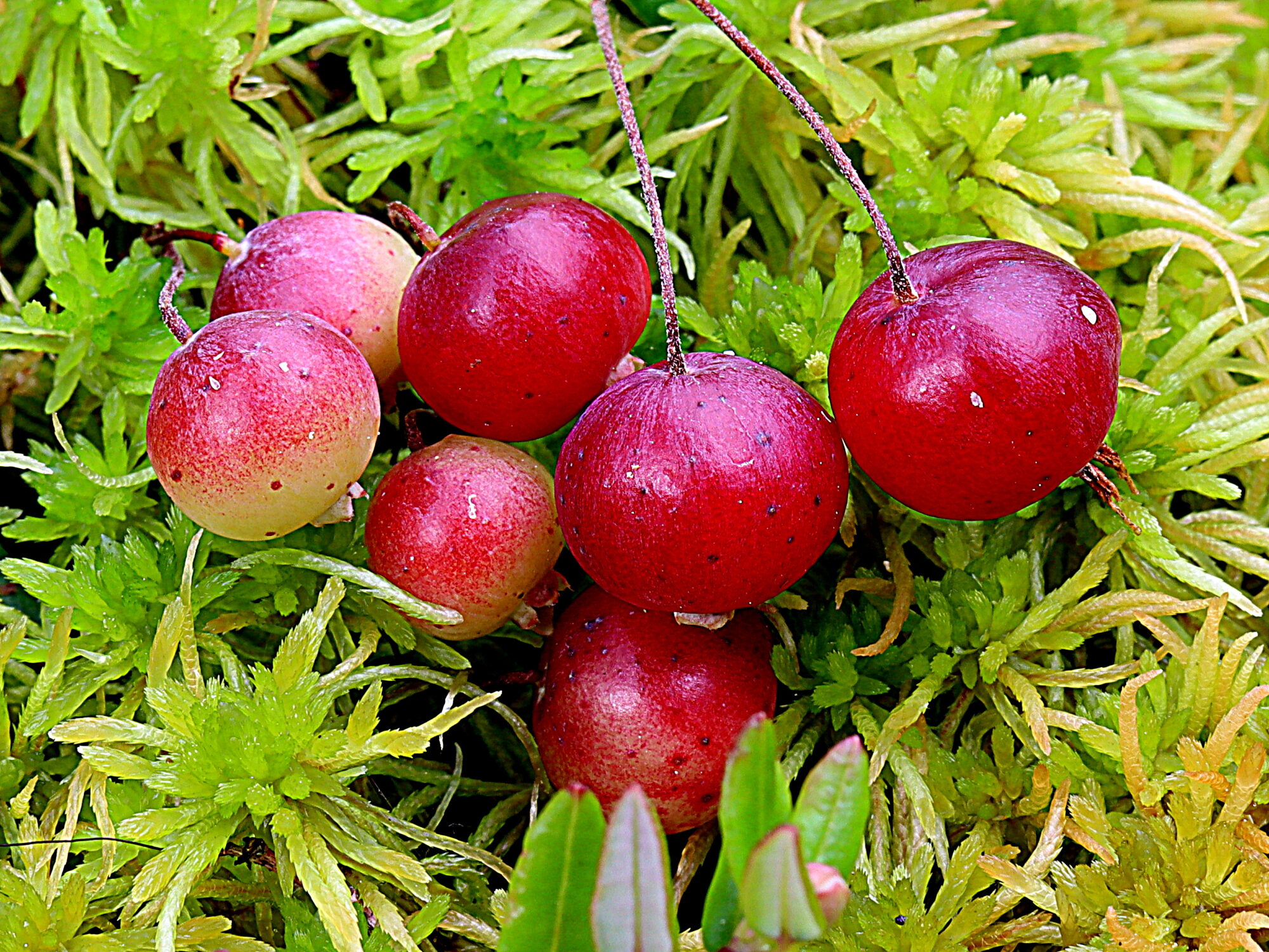 Valokuvaaja: Hannu Rasiranta