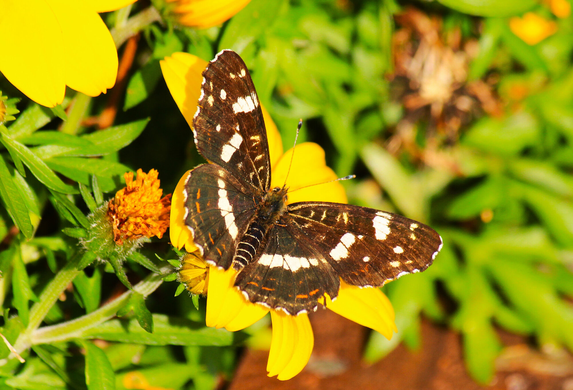 Valokuvaaja: Jarmo Kumpula Valokuvaaja: Jarmo Kumpula