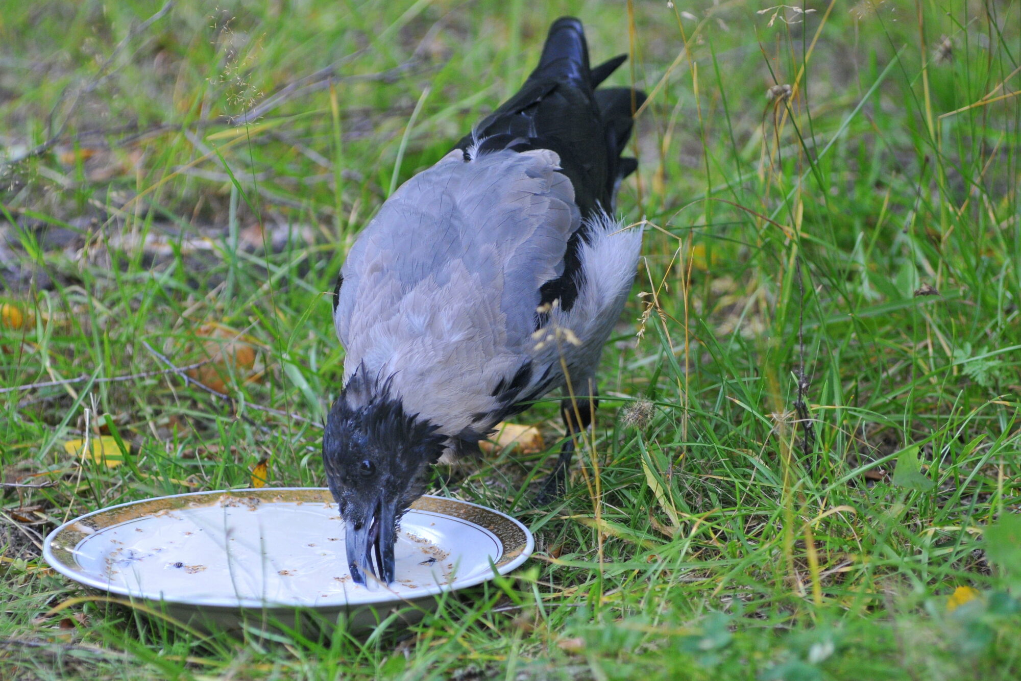 Valokuvaaja: Kaarlo Asikainen