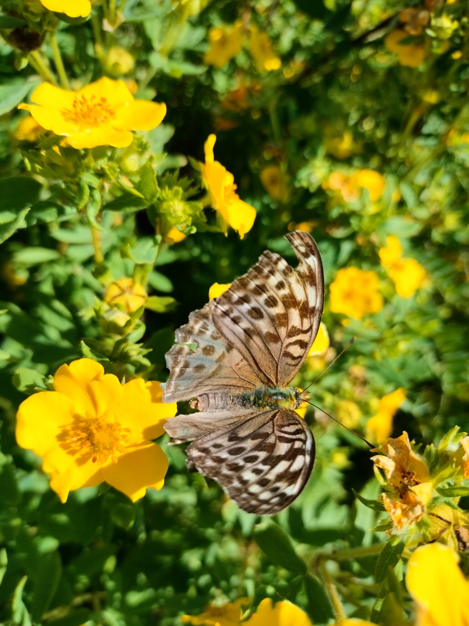 Valokuvaaja: Sinikka Mäkipaaso