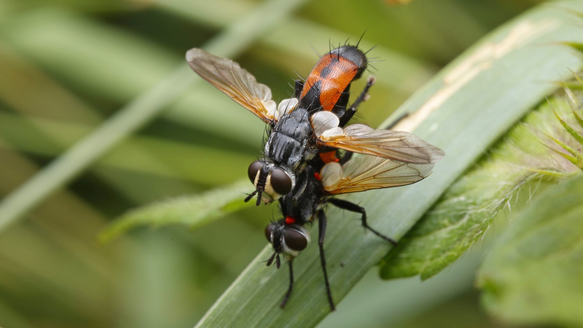 Valokuvaaja: TOMMI KUJALA