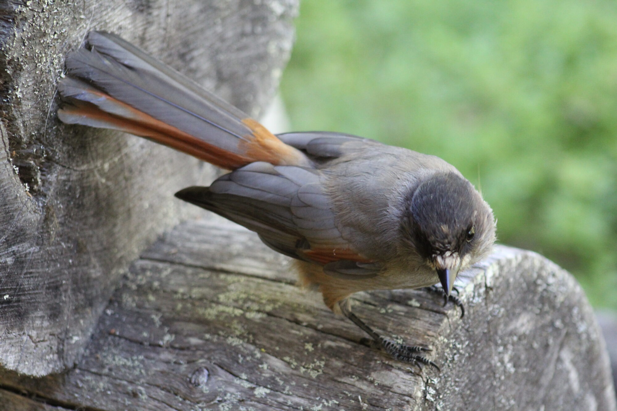 Valokuvaaja: Toni Asikainen