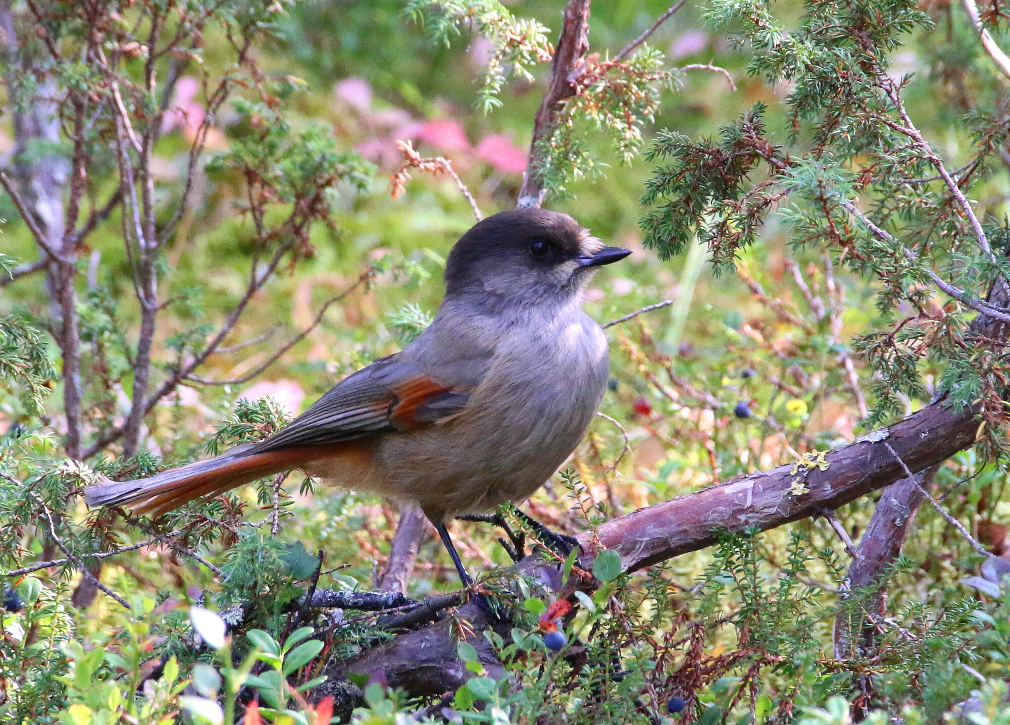 Valokuvaaja: Tuukka Pahtamaa
