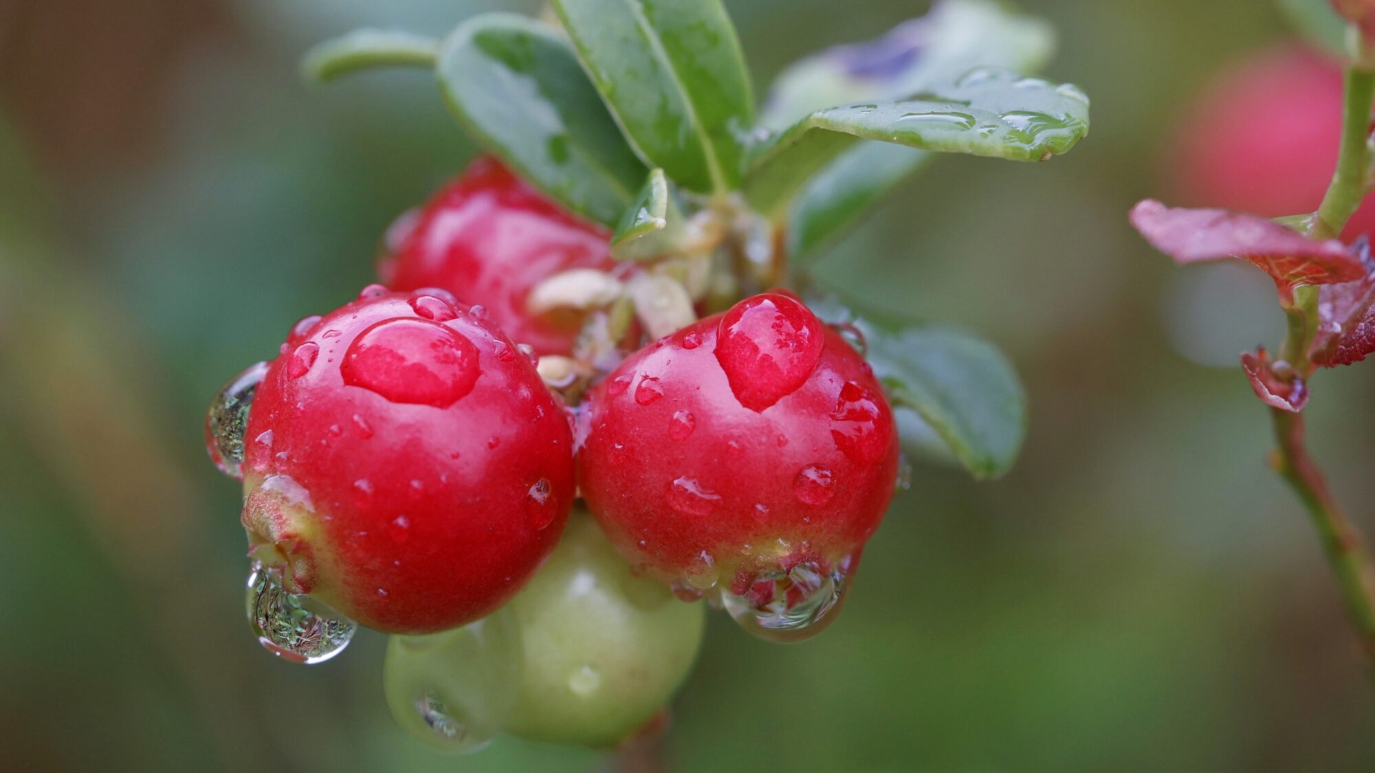 Valokuvaaja: TOMMI KUJALA