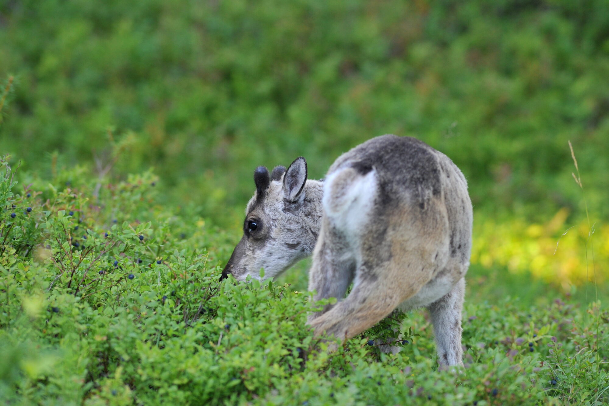 Valokuvaaja: Kaarlo Asikainen