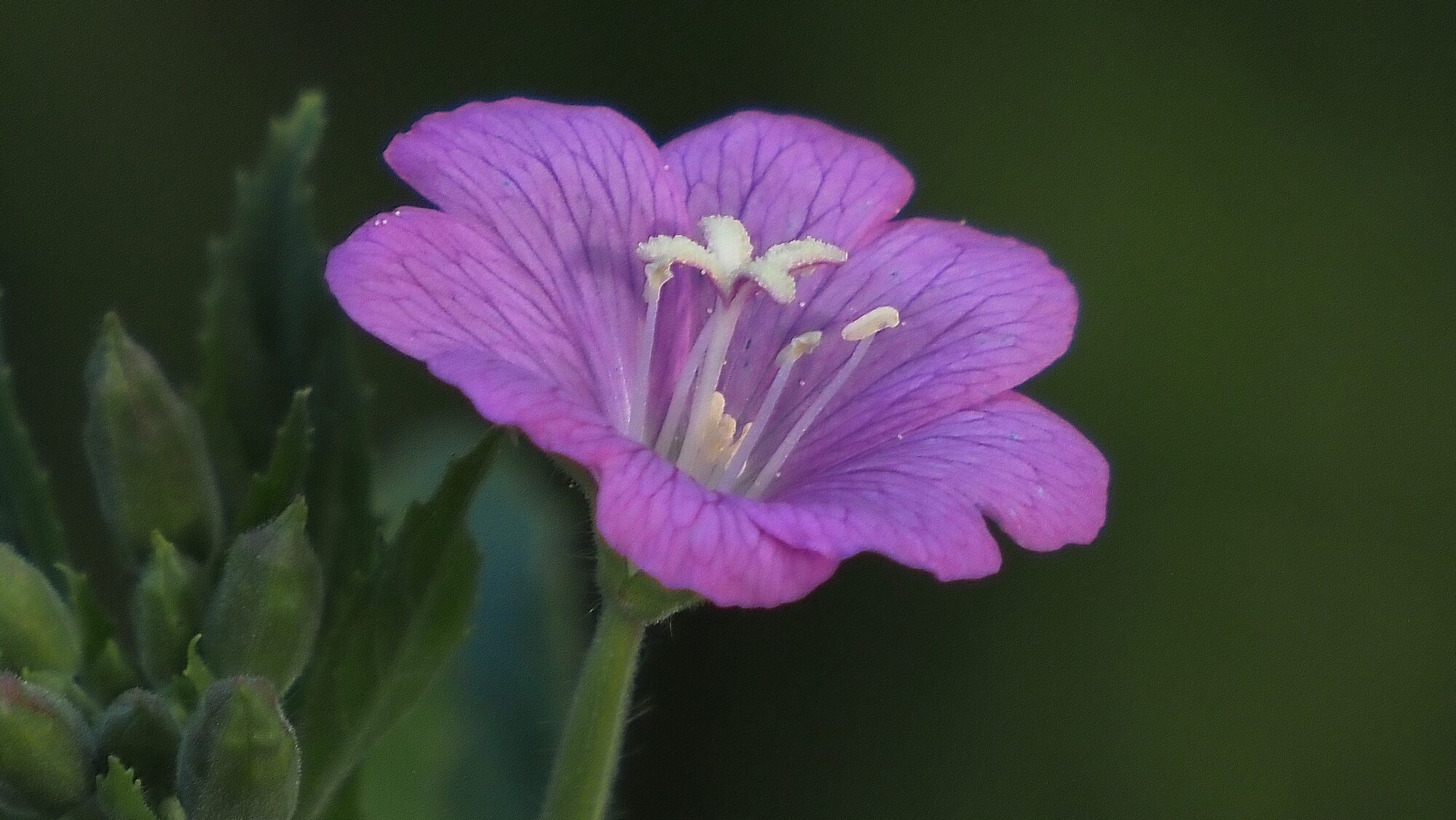 Valokuvaaja: Arja Valtonen