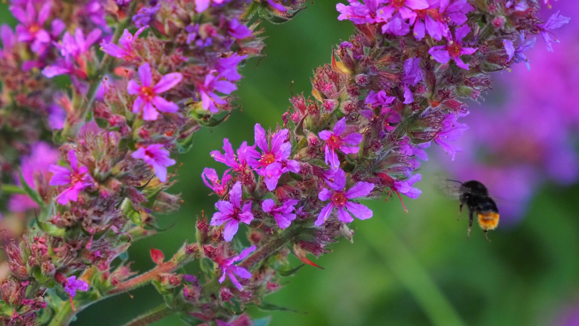 Valokuvaaja: Arja Valtonen