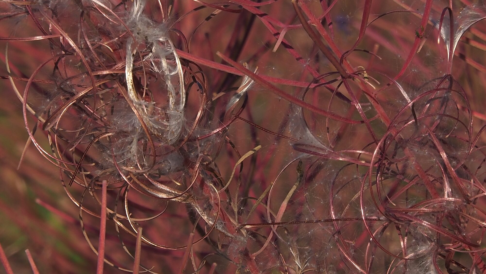 Valokuvaaja: Arja Valtonen