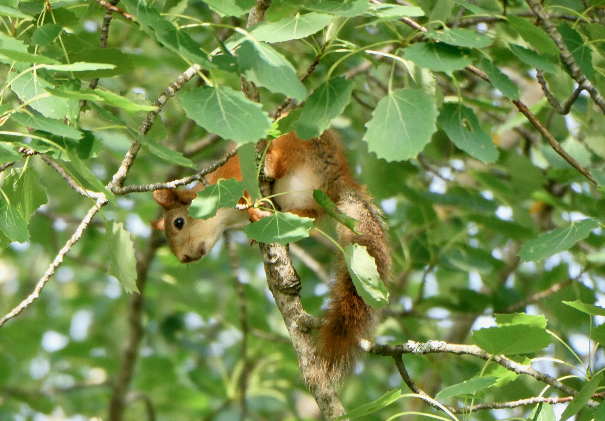 Valokuvaaja: Liisa Niiva-Korpela