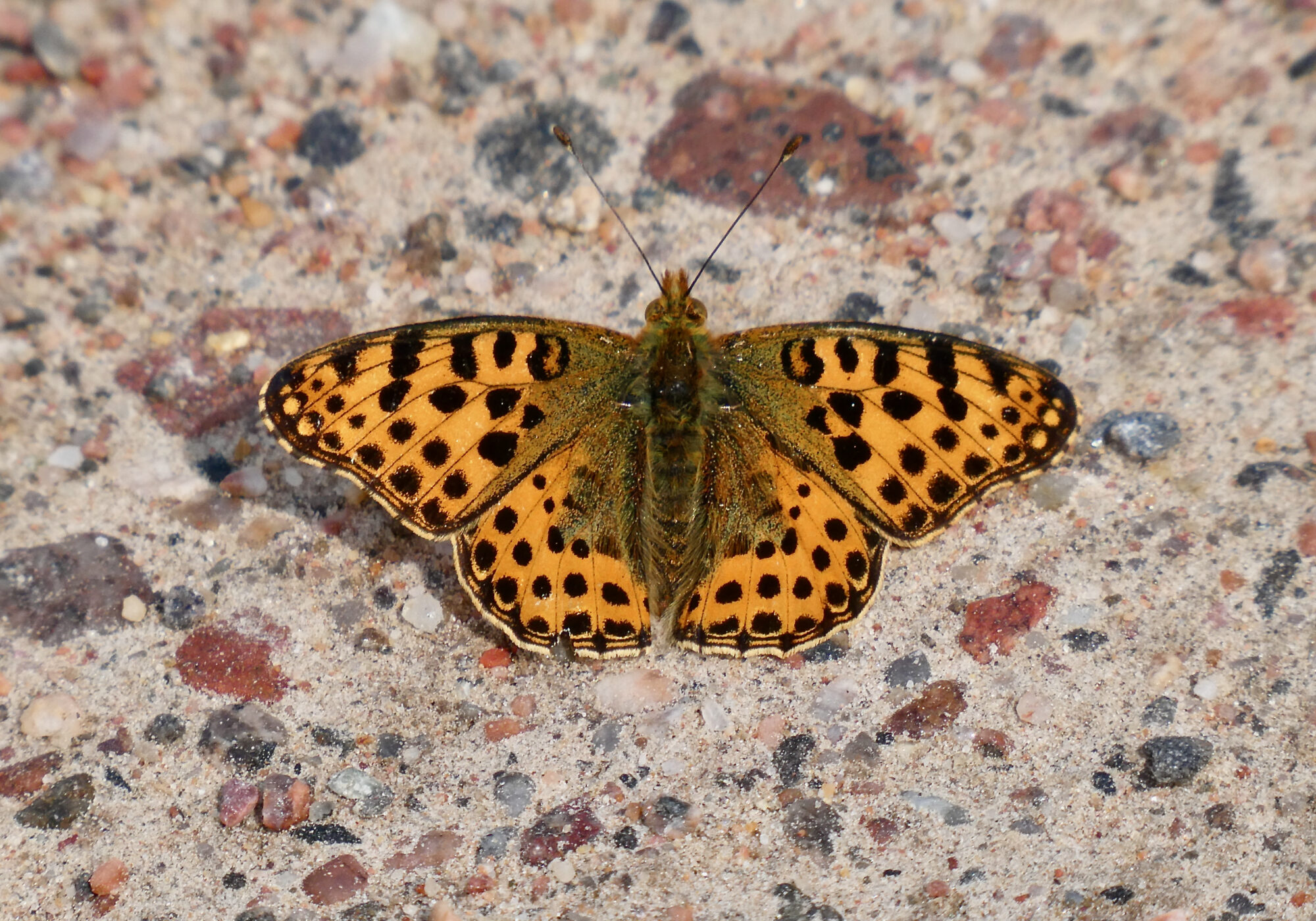 Valokuvaaja: Liisa Niiva-Korpela