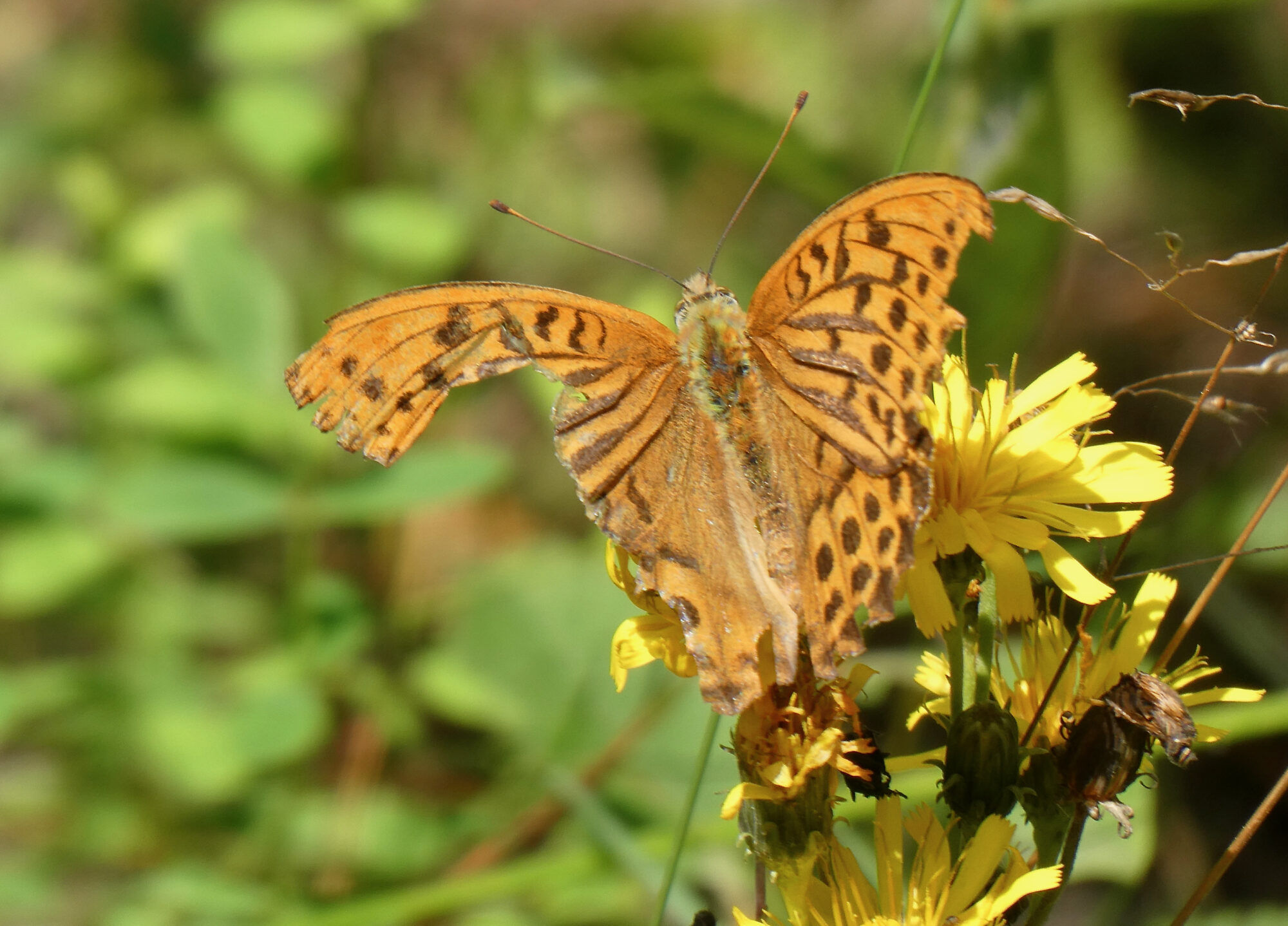 Valokuvaaja: Liisa Niiva-Korpela