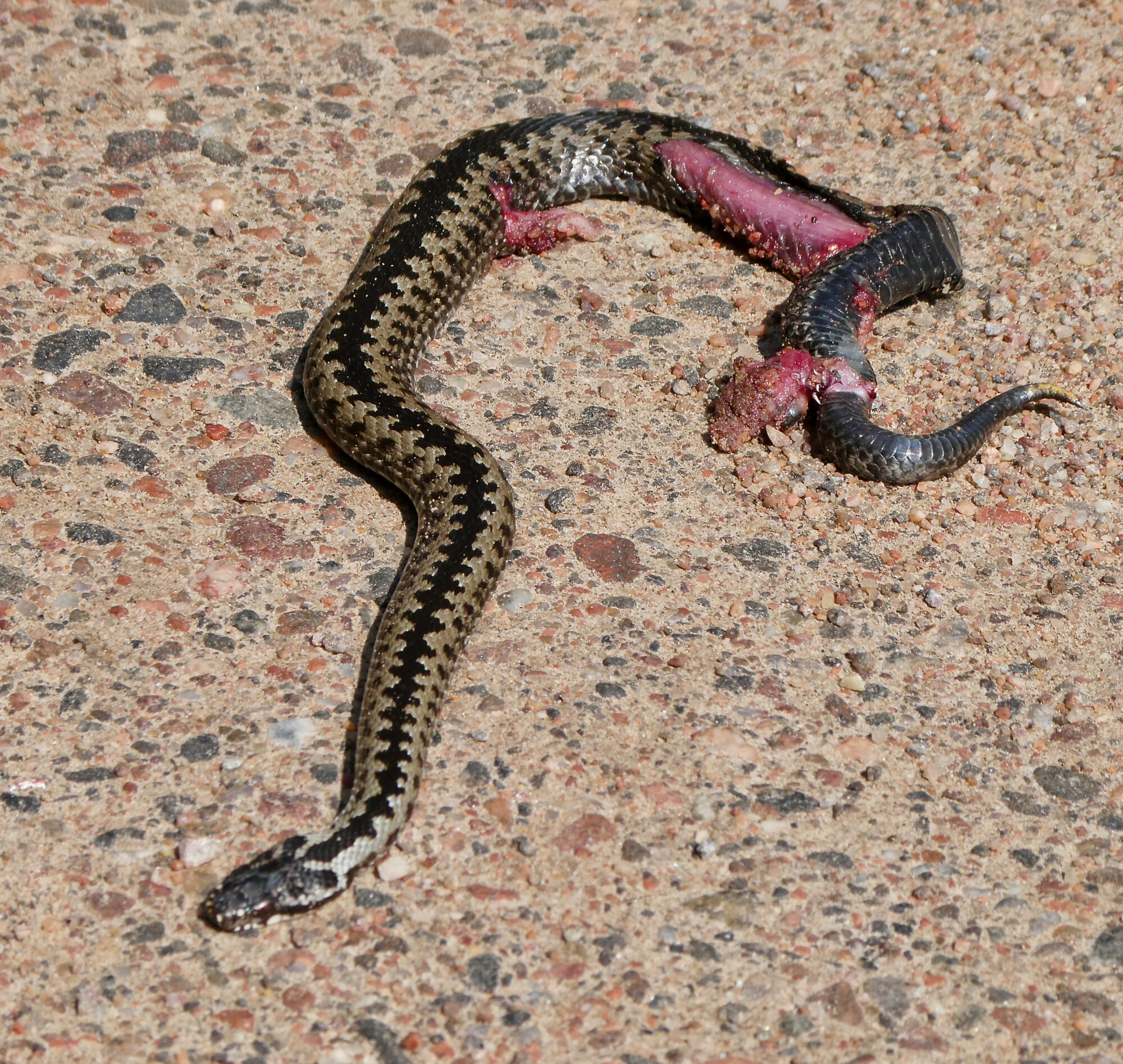 Valokuvaaja: Liisa Niiva-Korpela