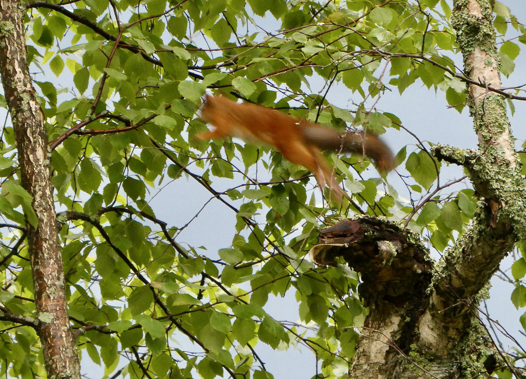 Valokuvaaja: Liisa Niiva-Korpela