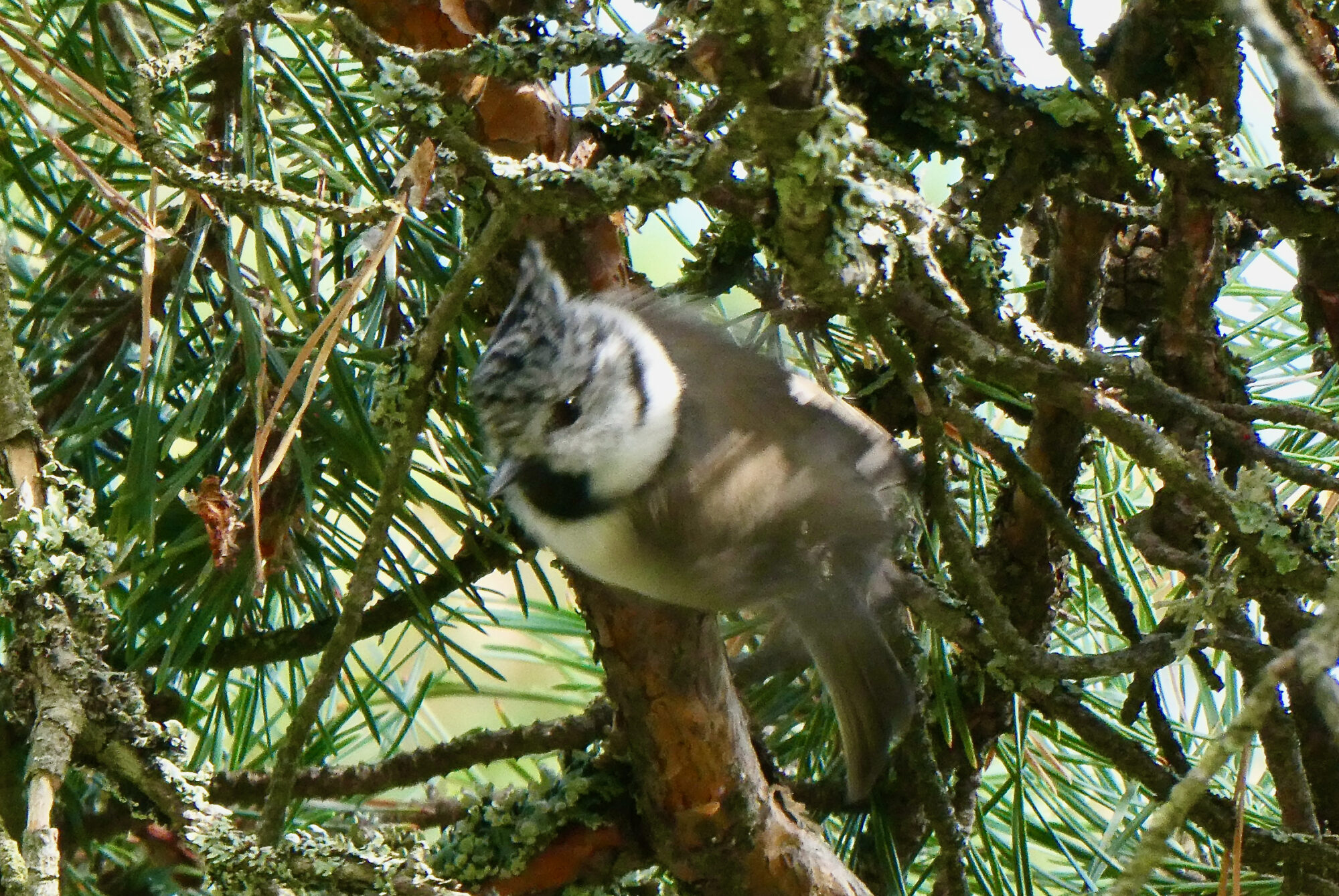 Valokuvaaja: Liisa Niiva-Korpela