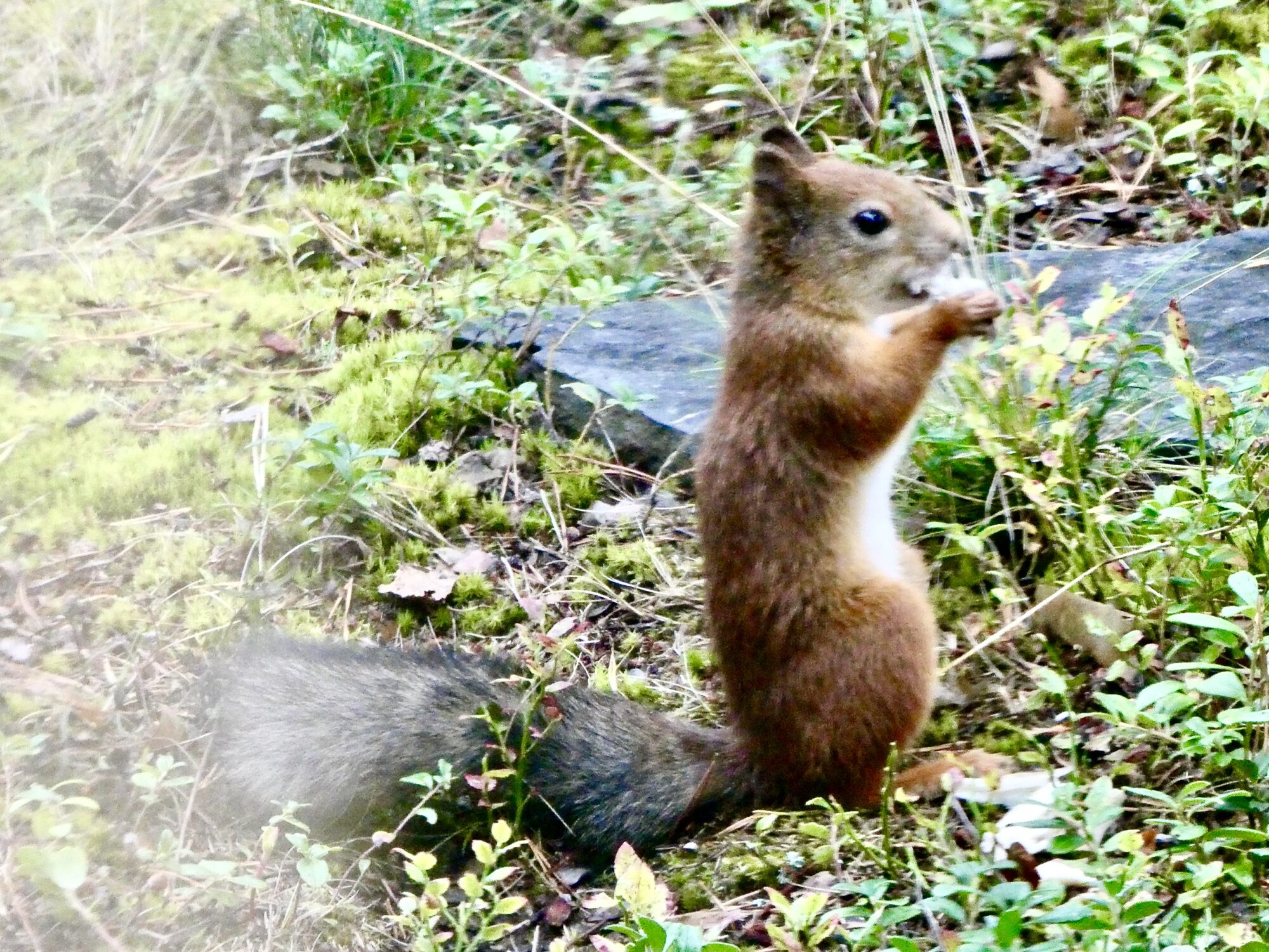 Valokuvaaja: Liisa Niiva-Korpela