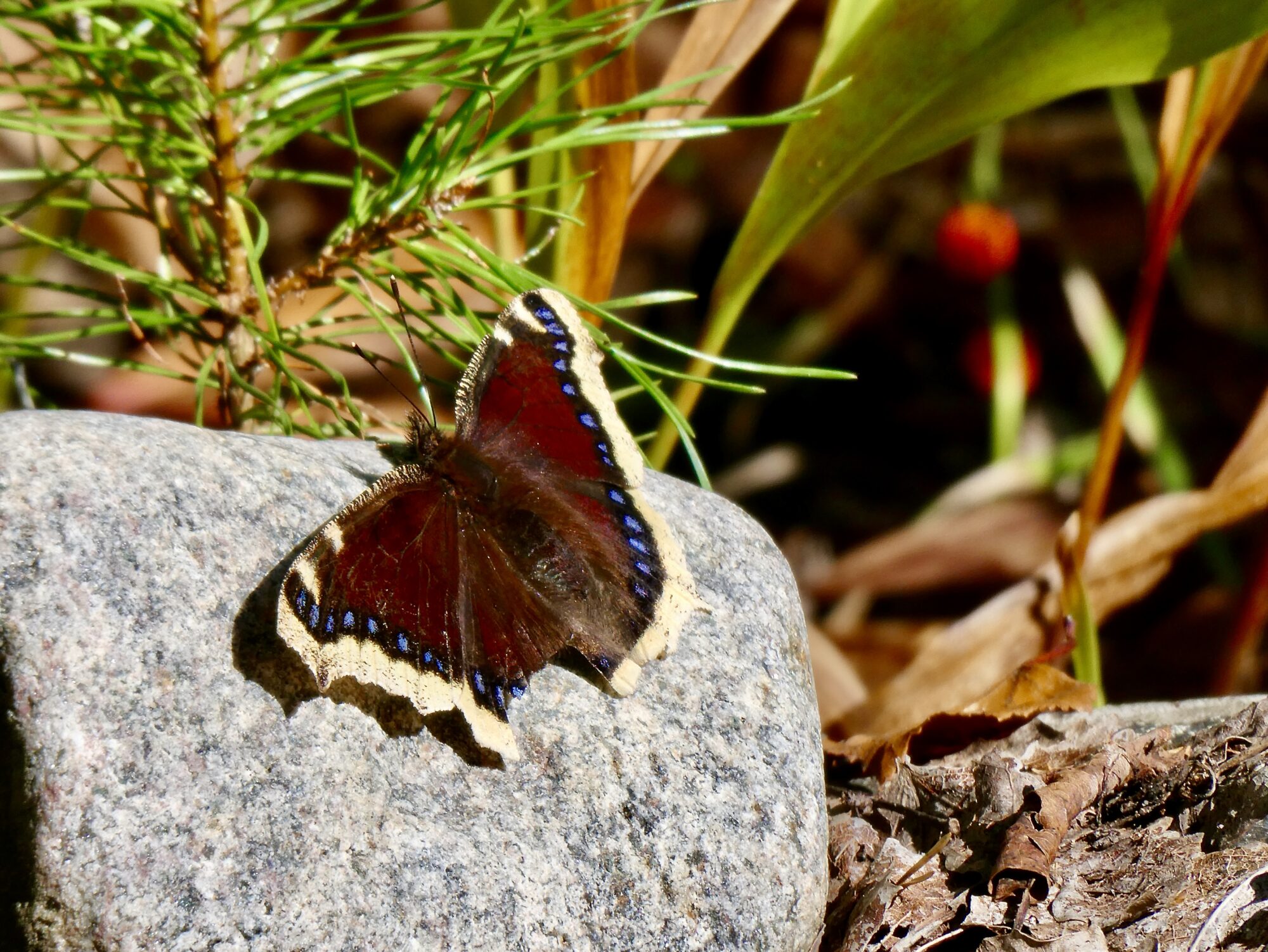Valokuvaaja: Liisa Niiva-Korpela