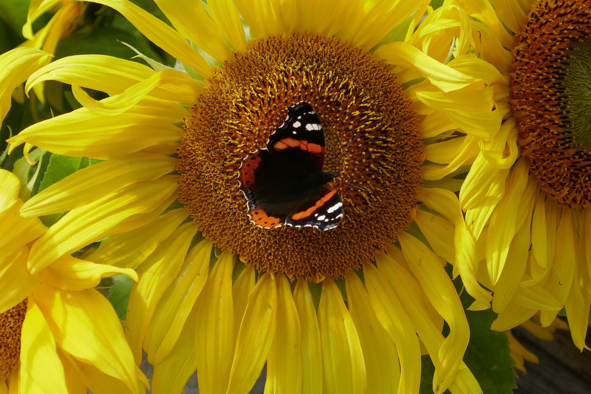 Valokuvaaja: Marjut Ikonen Valokuvaaja: Marjut Ikonen