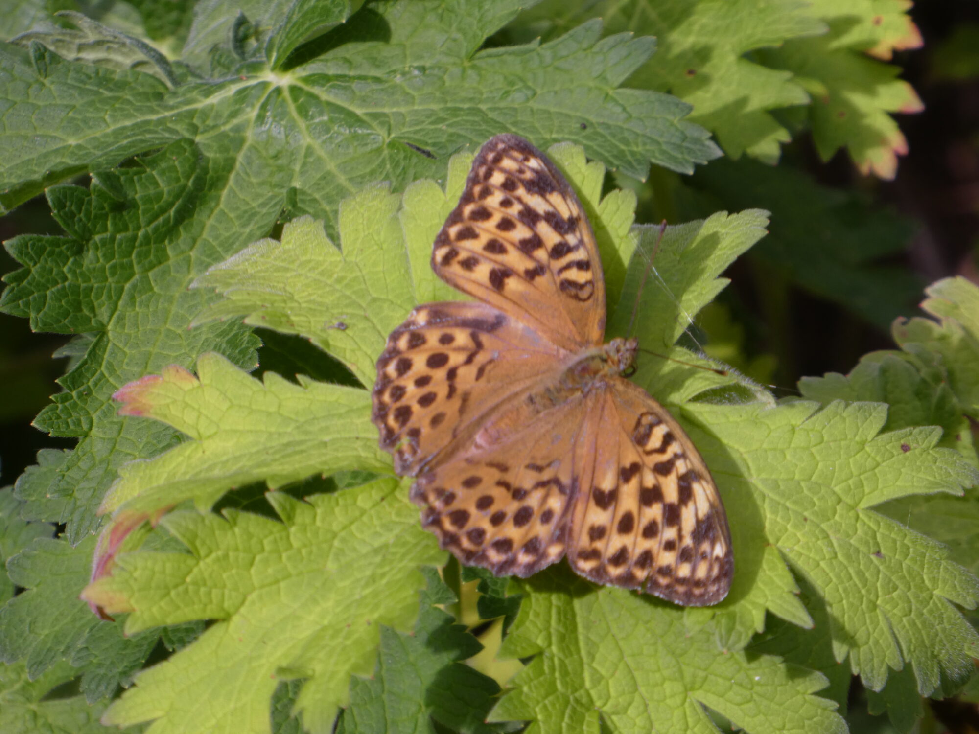 Valokuvaaja: Anja Mustamaa