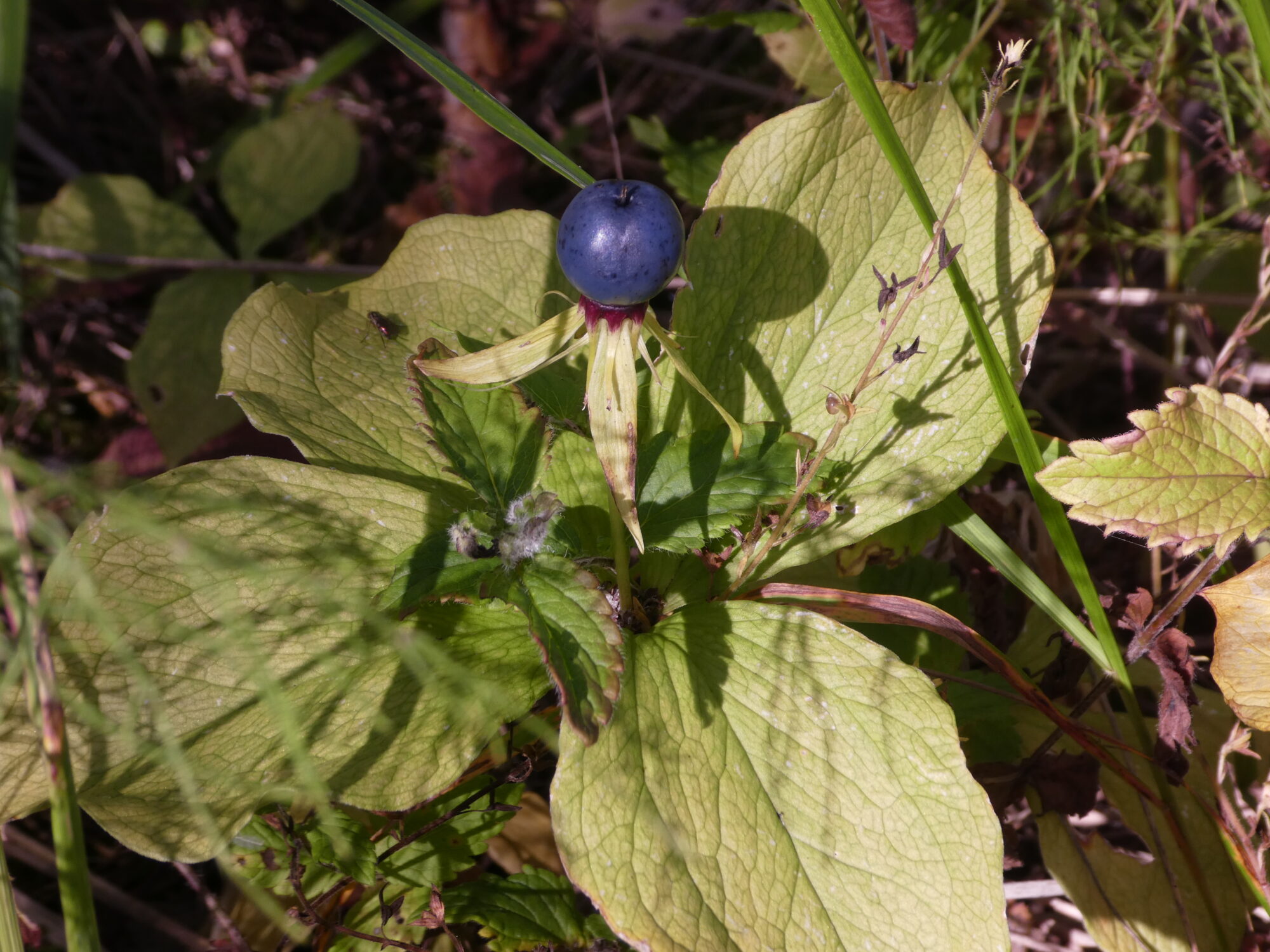 Valokuvaaja: Anja Mustamaa