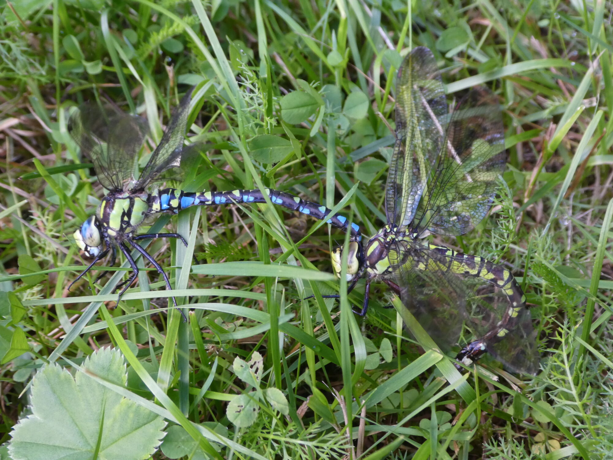 Valokuvaaja: Anja Mustamaa