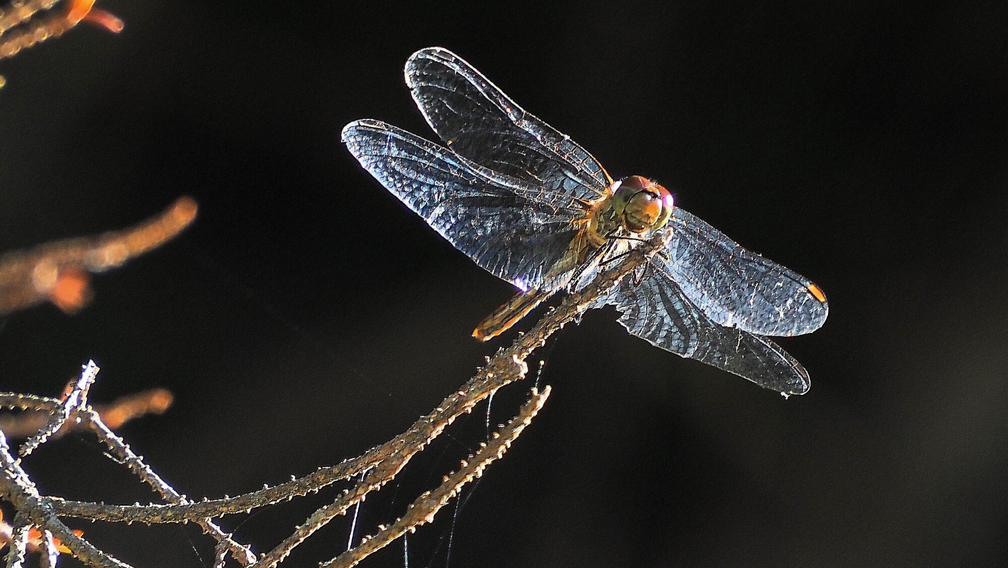 Valokuvaaja: Arja Valtonen Valokuvaaja: Arja Valtonen