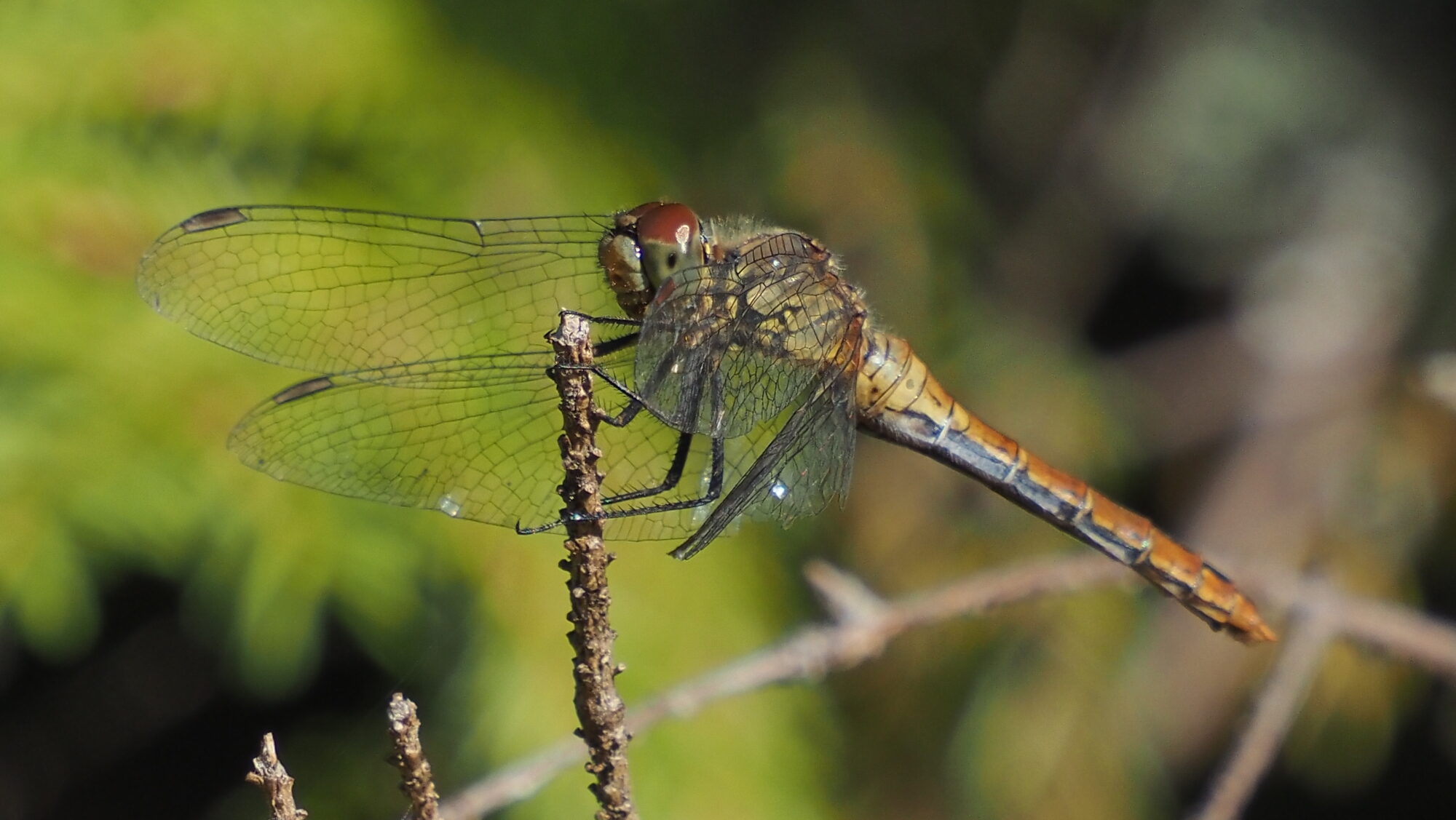 Valokuvaaja: Arja Valtonen