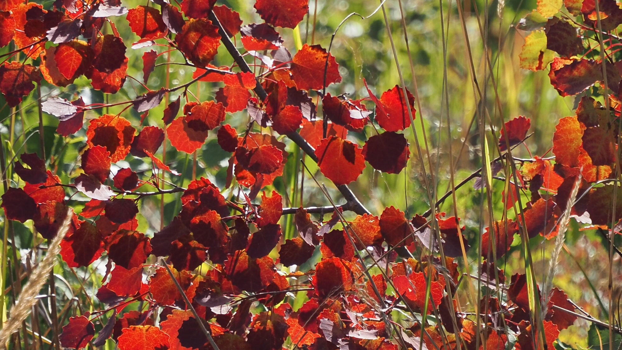 Valokuvaaja: Arja Valtonen Valokuvaaja: Arja Valtonen