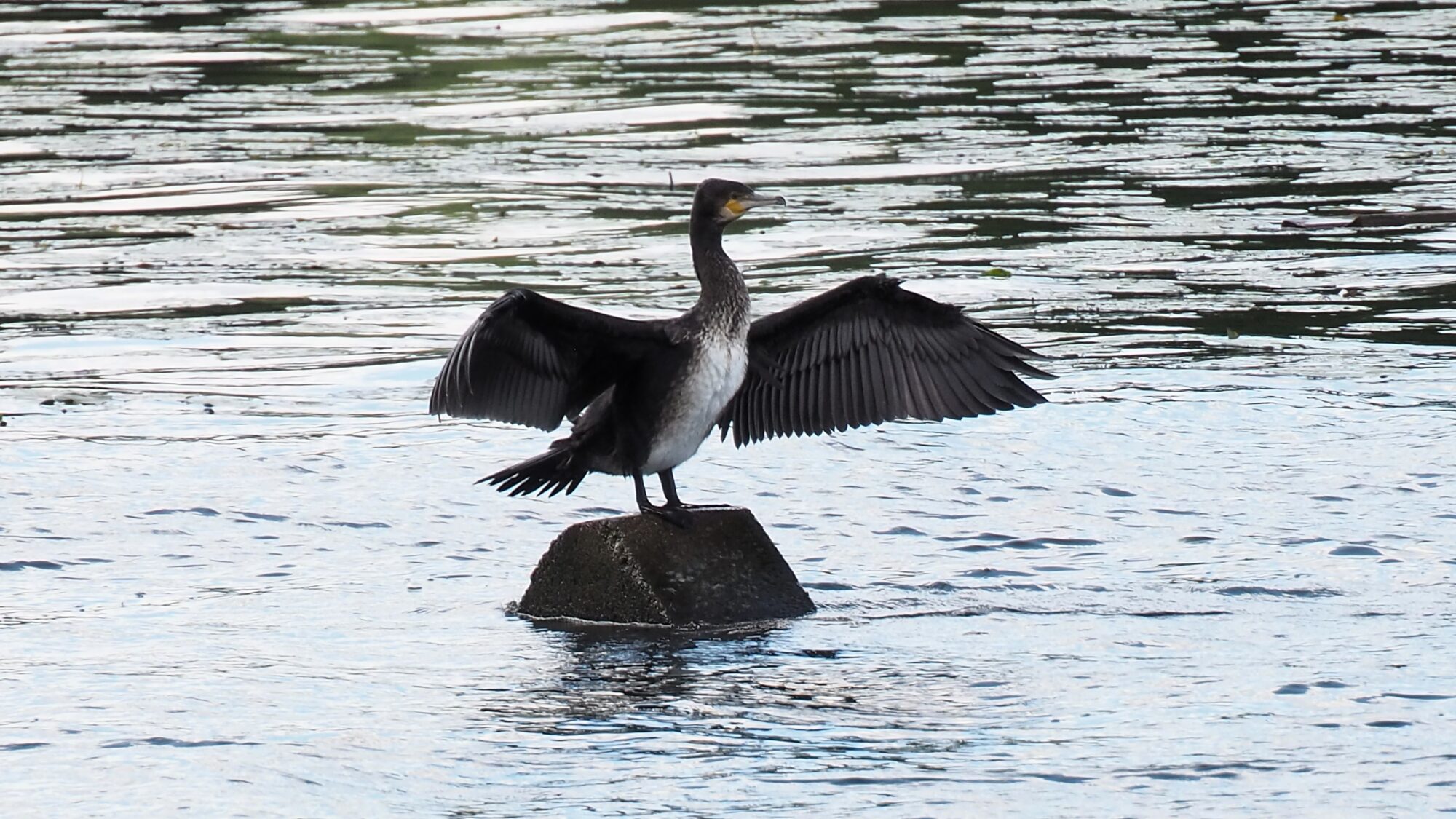 Valokuvaaja: Martti Valtonen