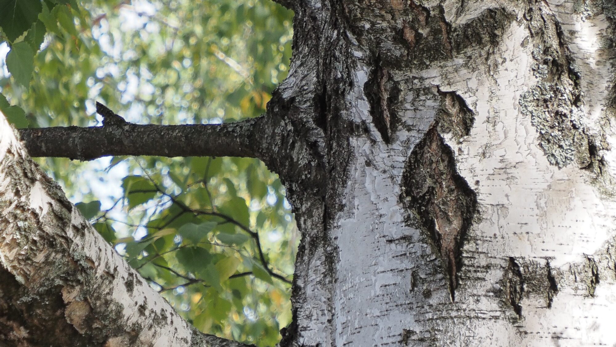 Valokuvaaja: Arja Valtonen