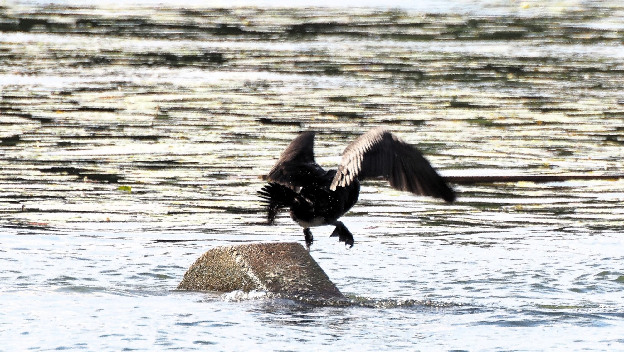 Valokuvaaja: Arja Valtonen