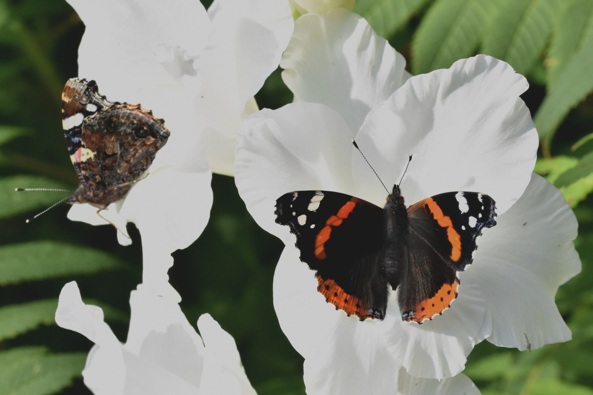 Valokuvaaja: Antti Kaskinen