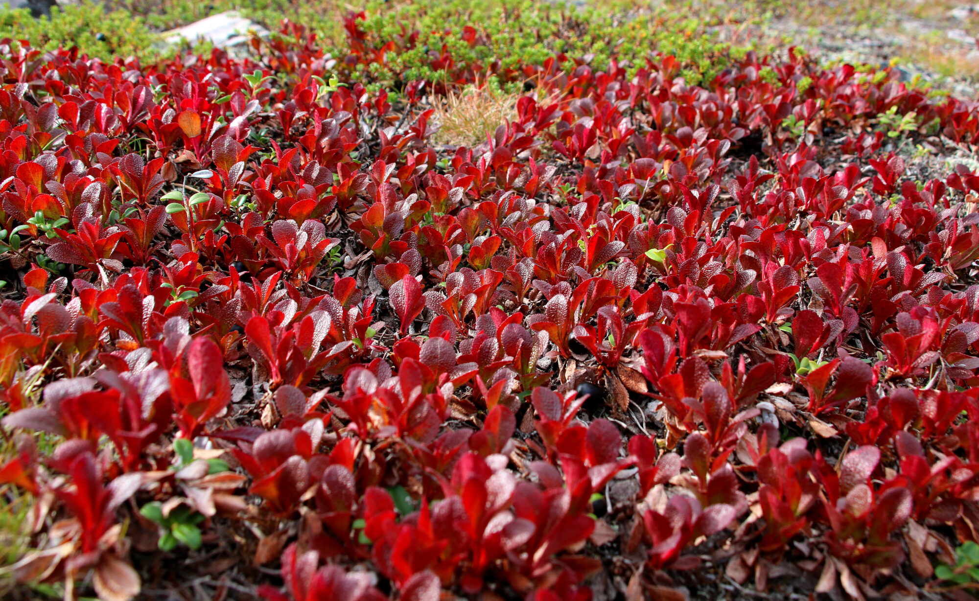 Valokuvaaja: Tuukka Pahtamaa Valokuvaaja: Tuukka Pahtamaa