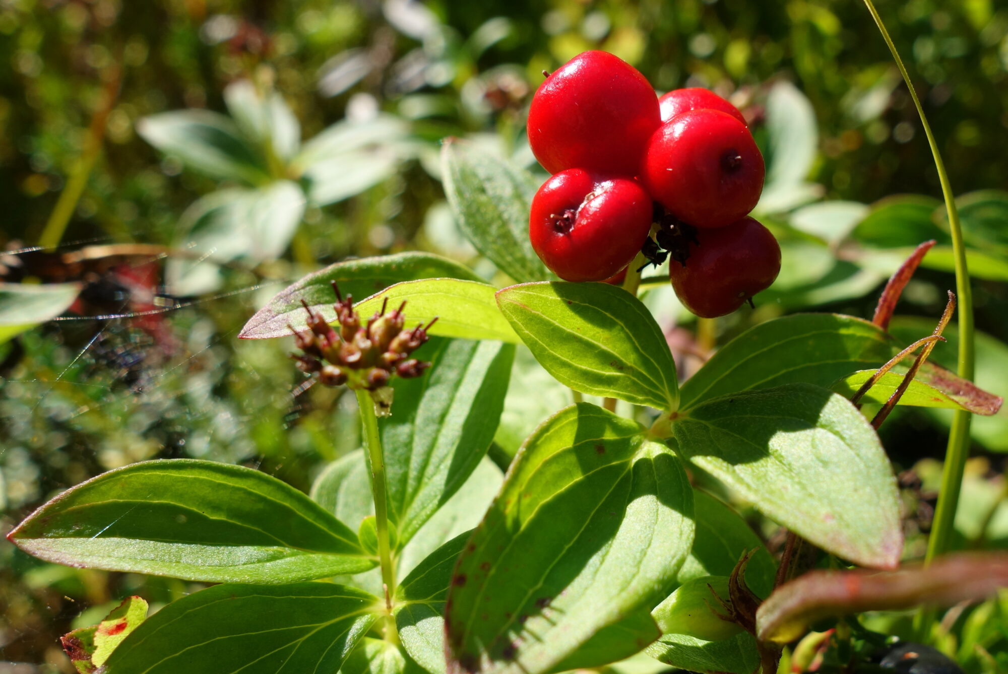 Valokuvaaja: Kaarlo Asikainen