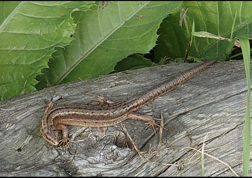 Valokuvaaja: Jouni Roppola