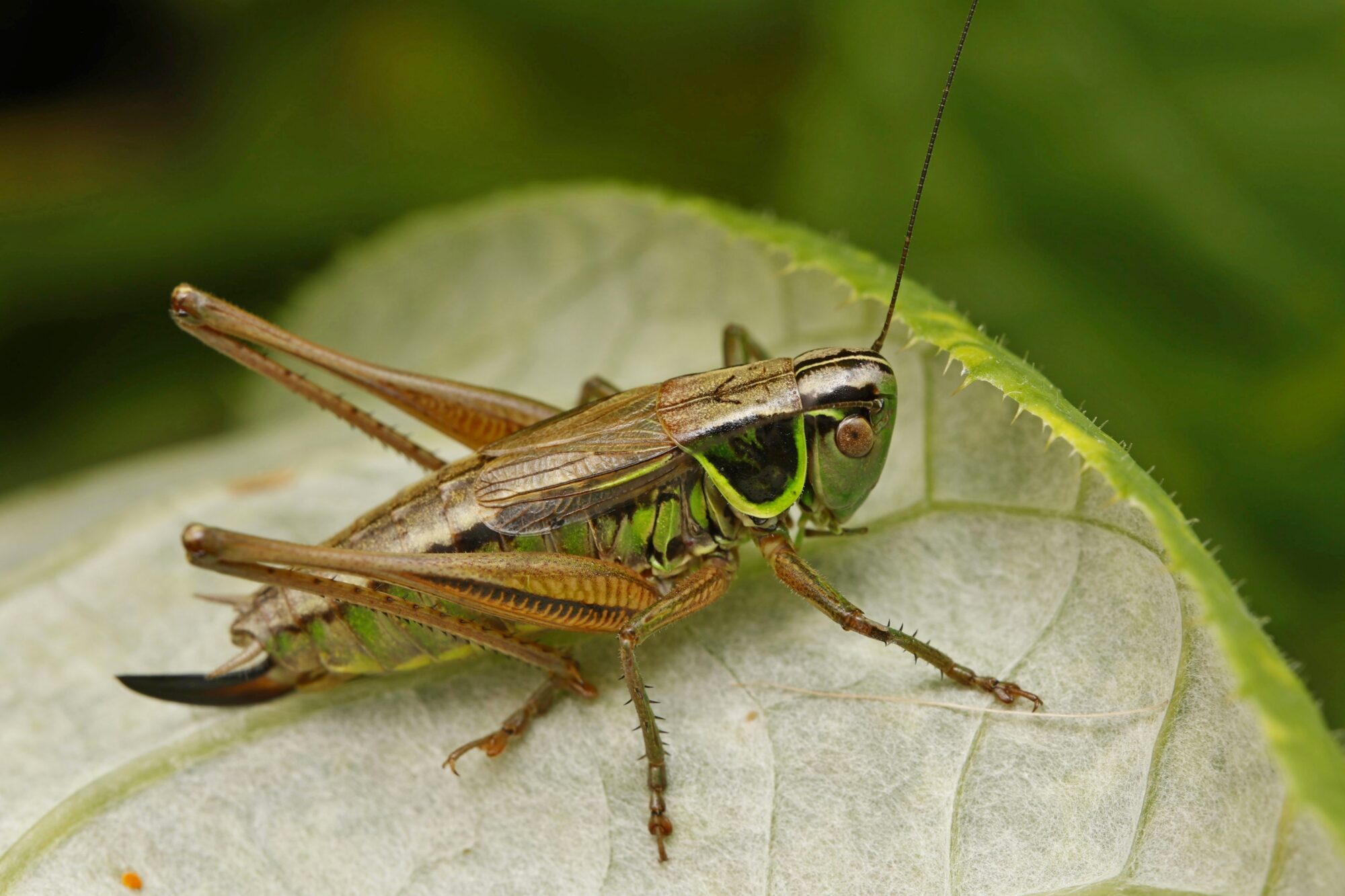 Valokuvaaja: TOMMI KUJALA
