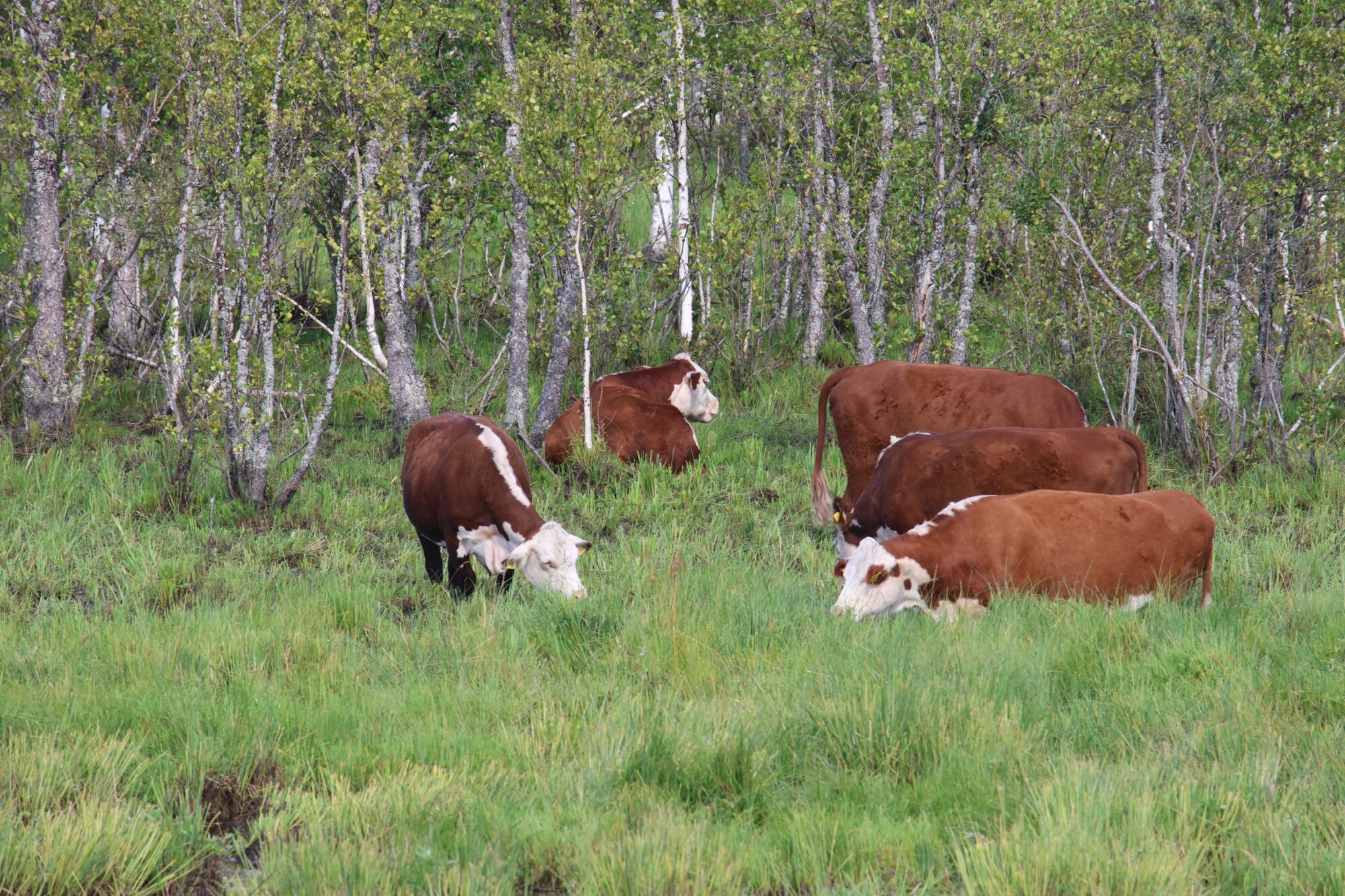 Valokuvaaja: Jaana Saarelainen Valokuvaaja: Jaana Saarelainen
