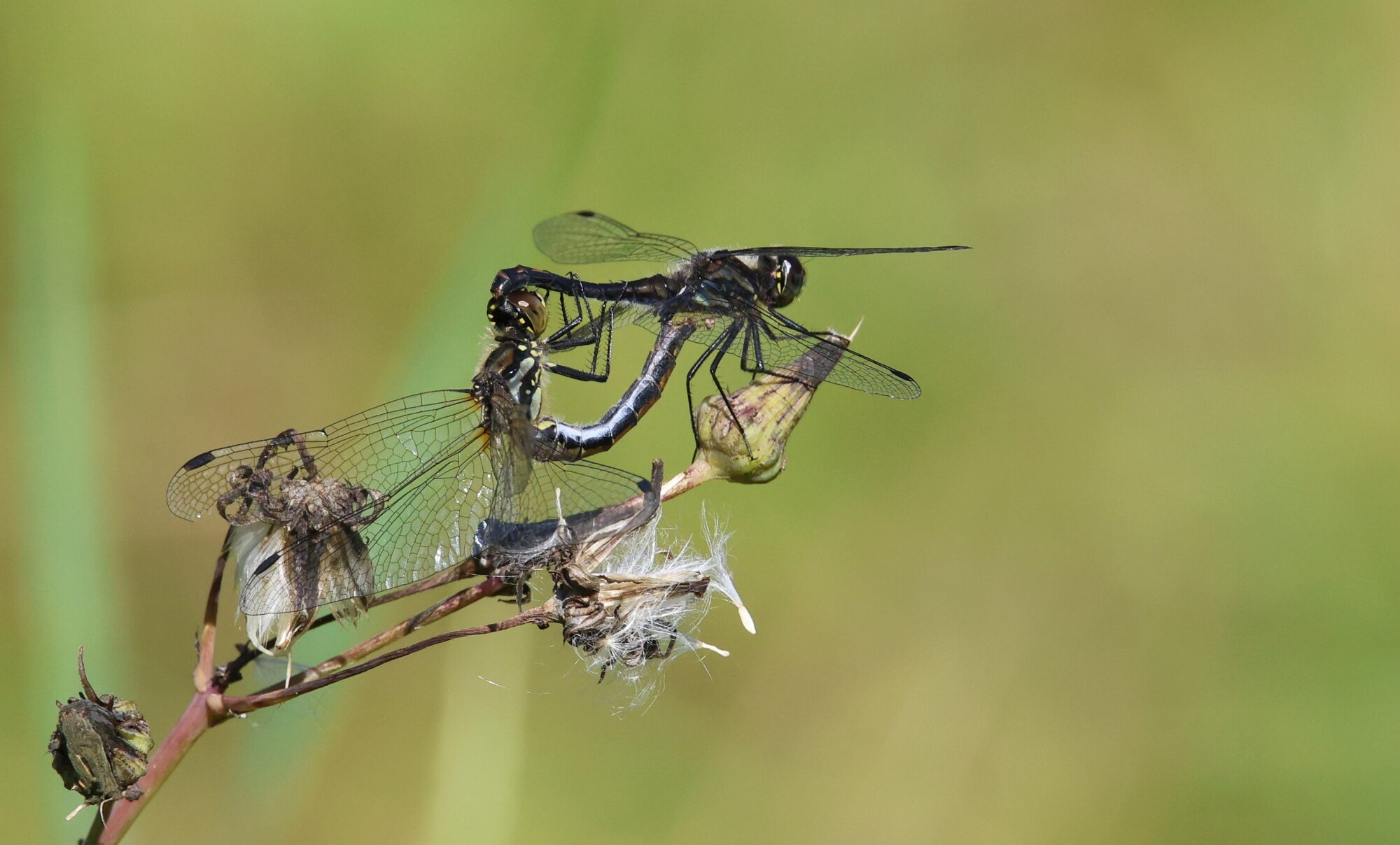 Valokuvaaja: Jaana Saarelainen