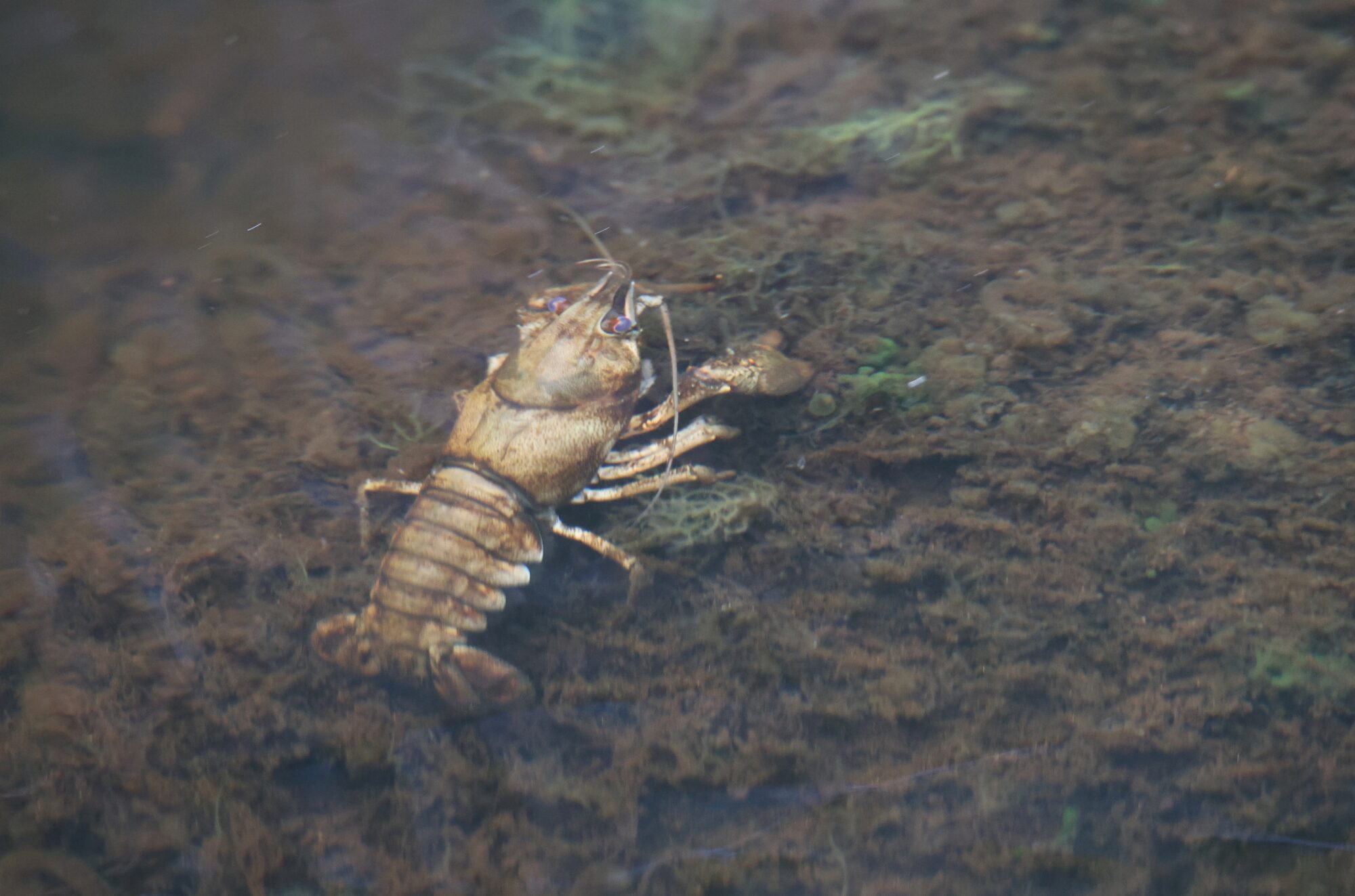 Valokuvaaja: Jaana Saarelainen