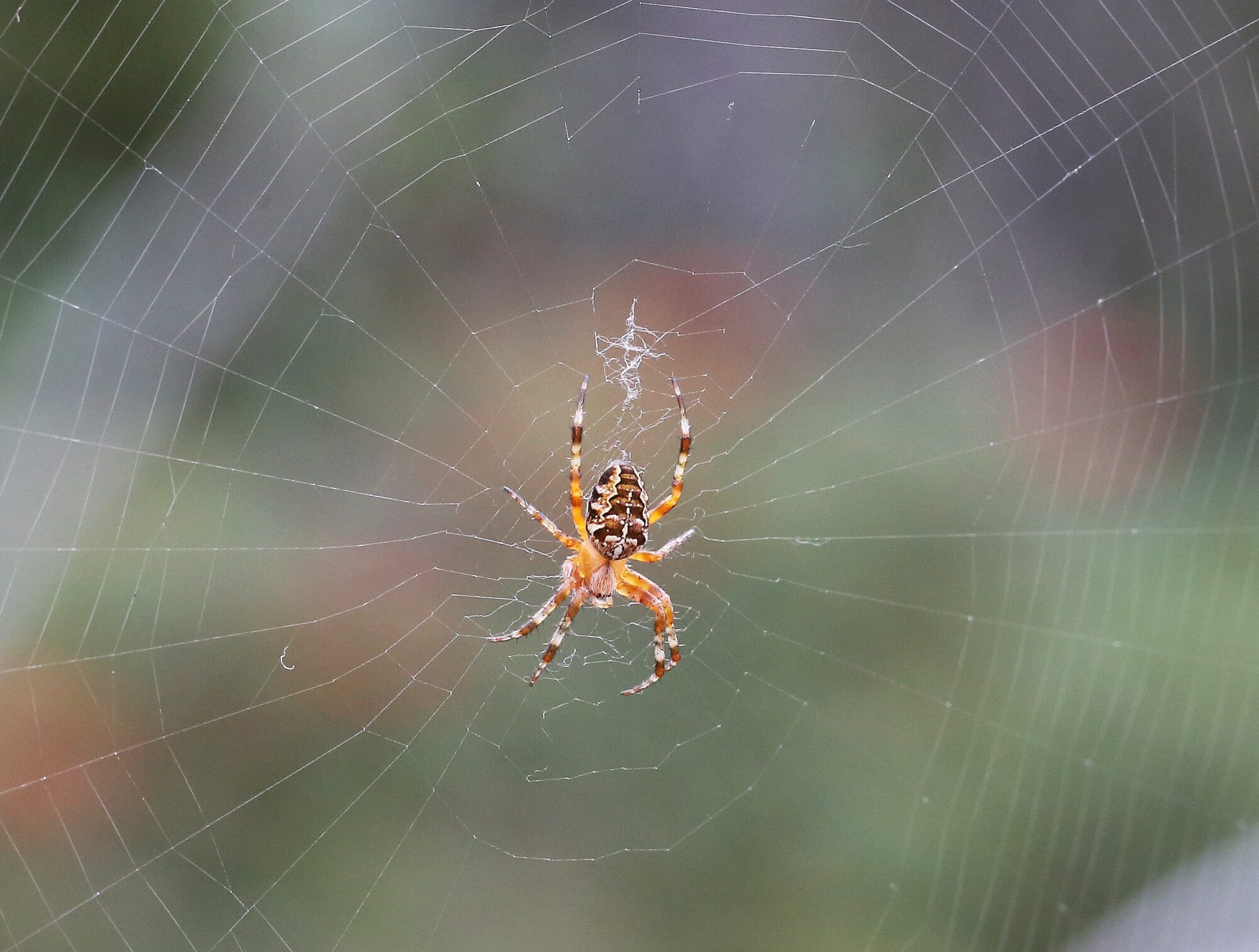 Valokuvaaja: Jaana Saarelainen