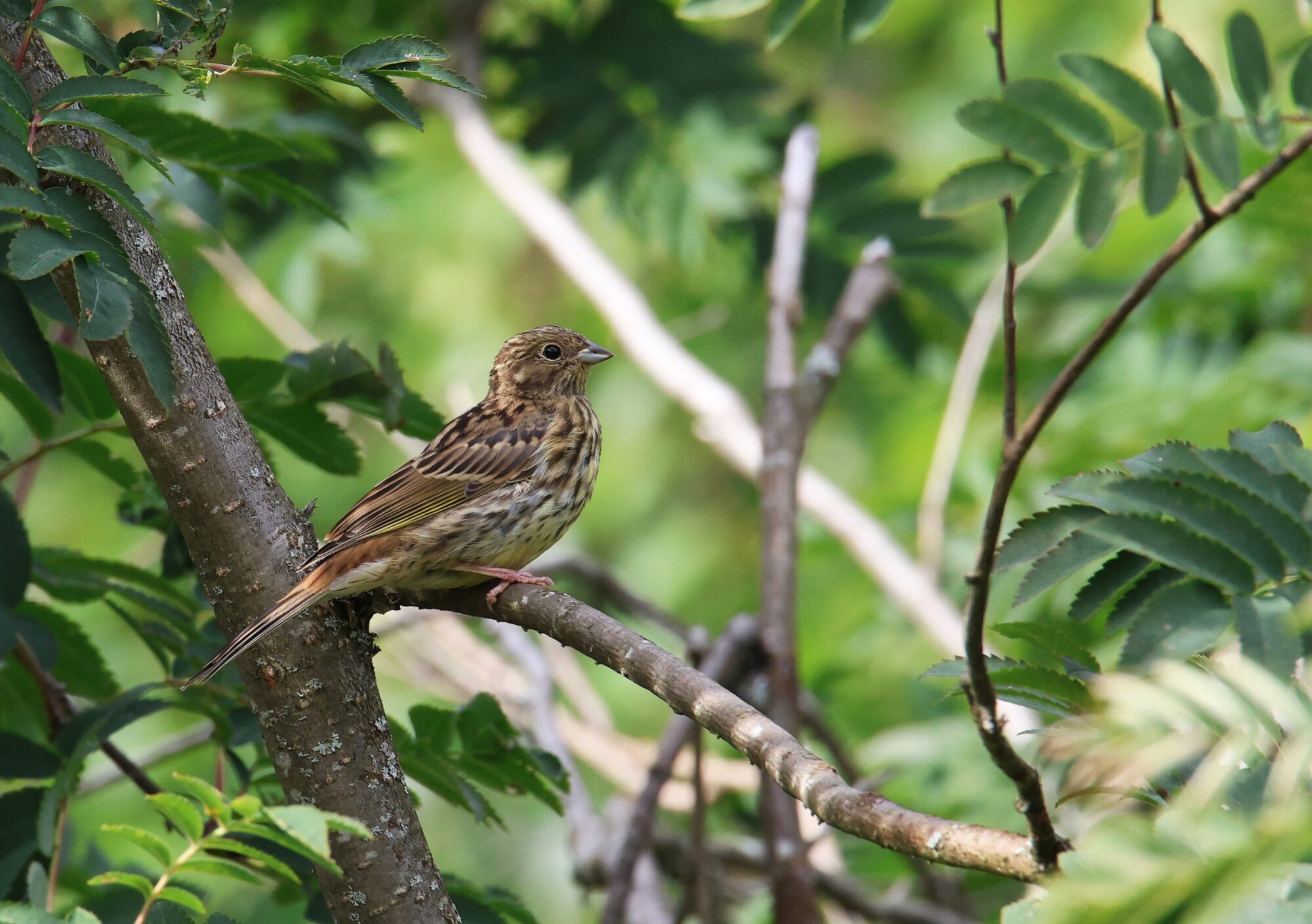 Valokuvaaja: Jaana Saarelainen