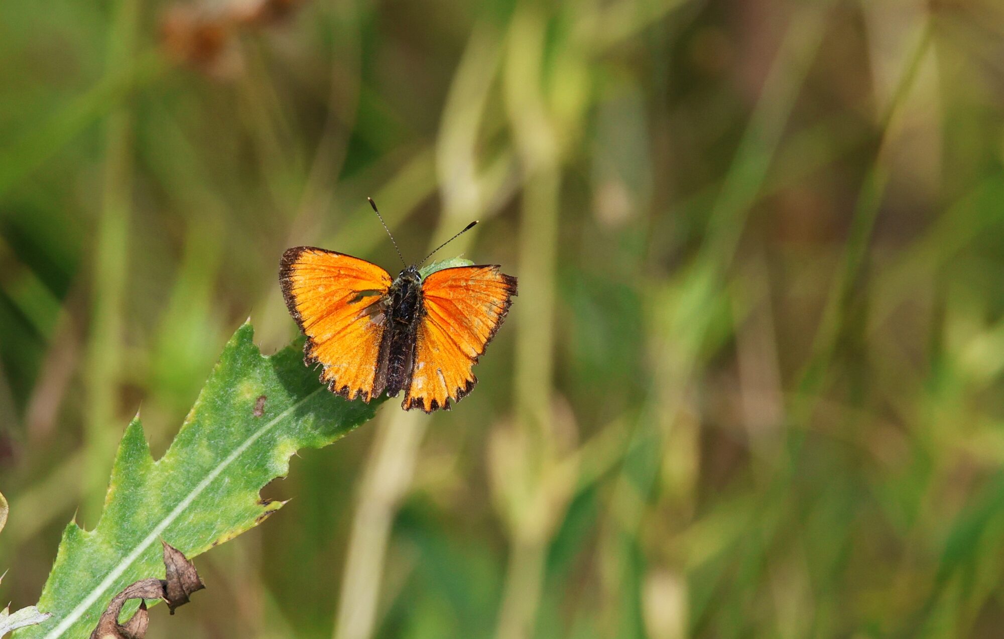 Valokuvaaja: Jaana Saarelainen