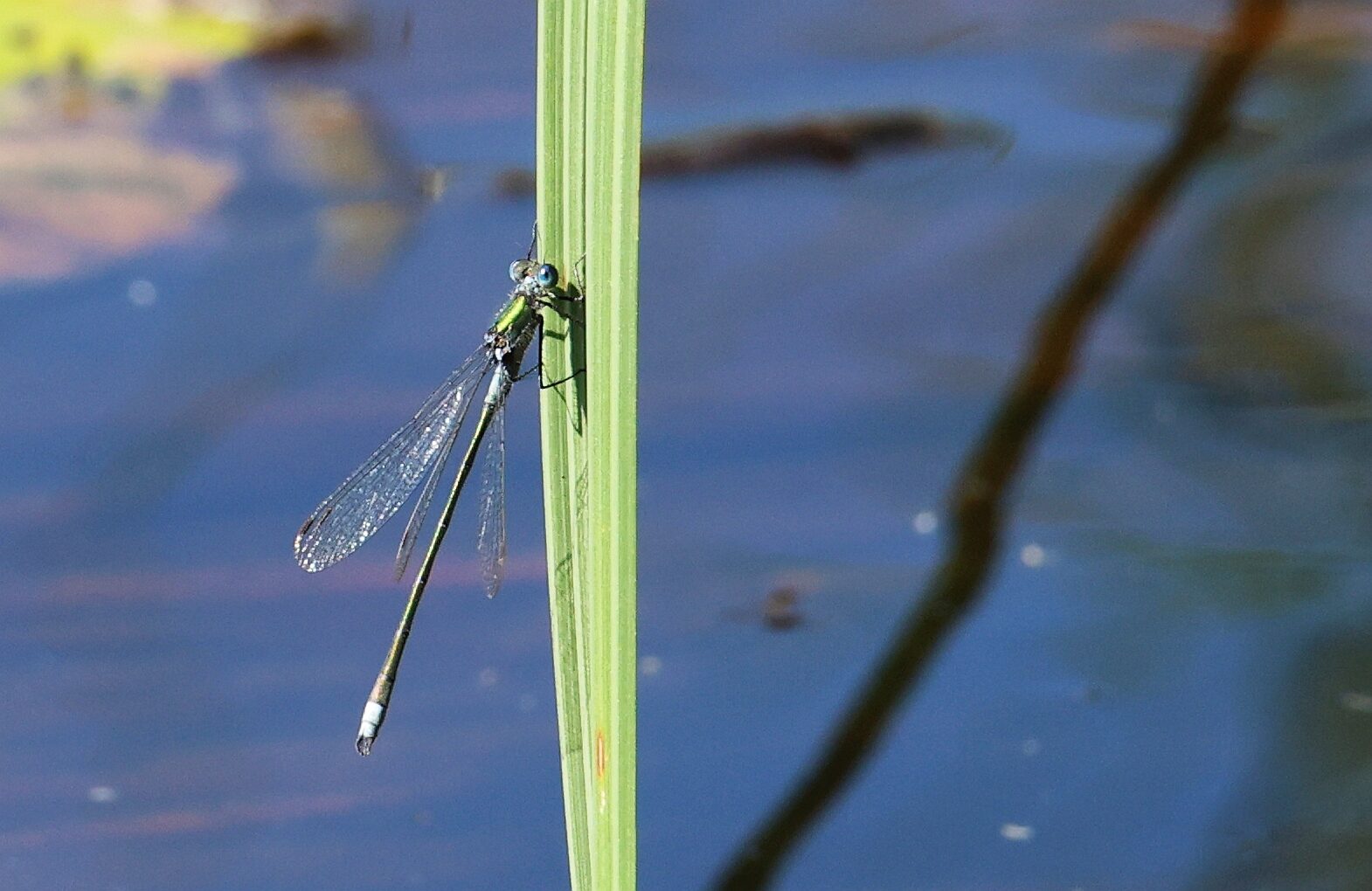 Valokuvaaja: Jaana Saarelainen Valokuvaaja: Jaana Saarelainen