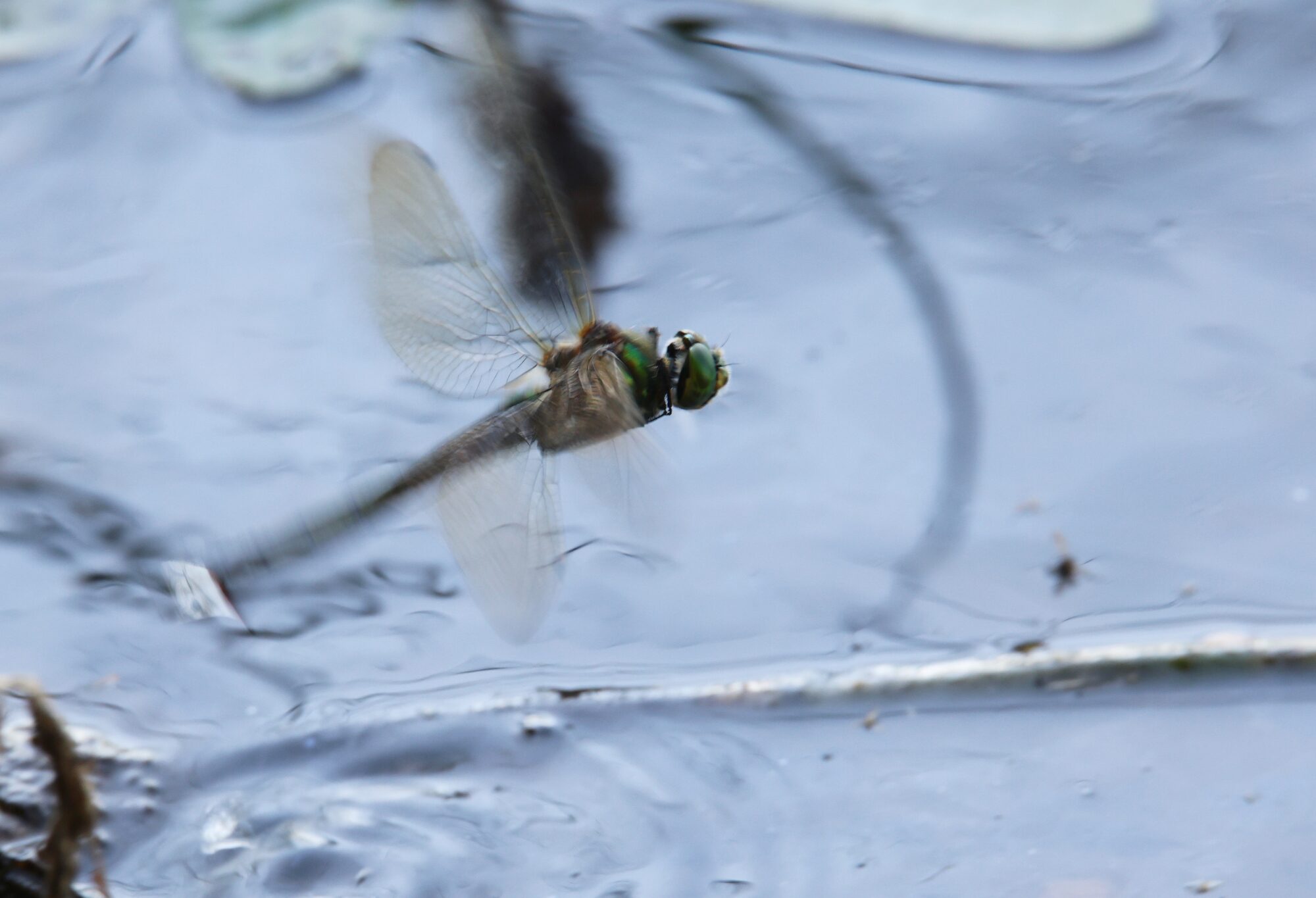Valokuvaaja: Jaana Saarelainen Valokuvaaja: Jaana Saarelainen