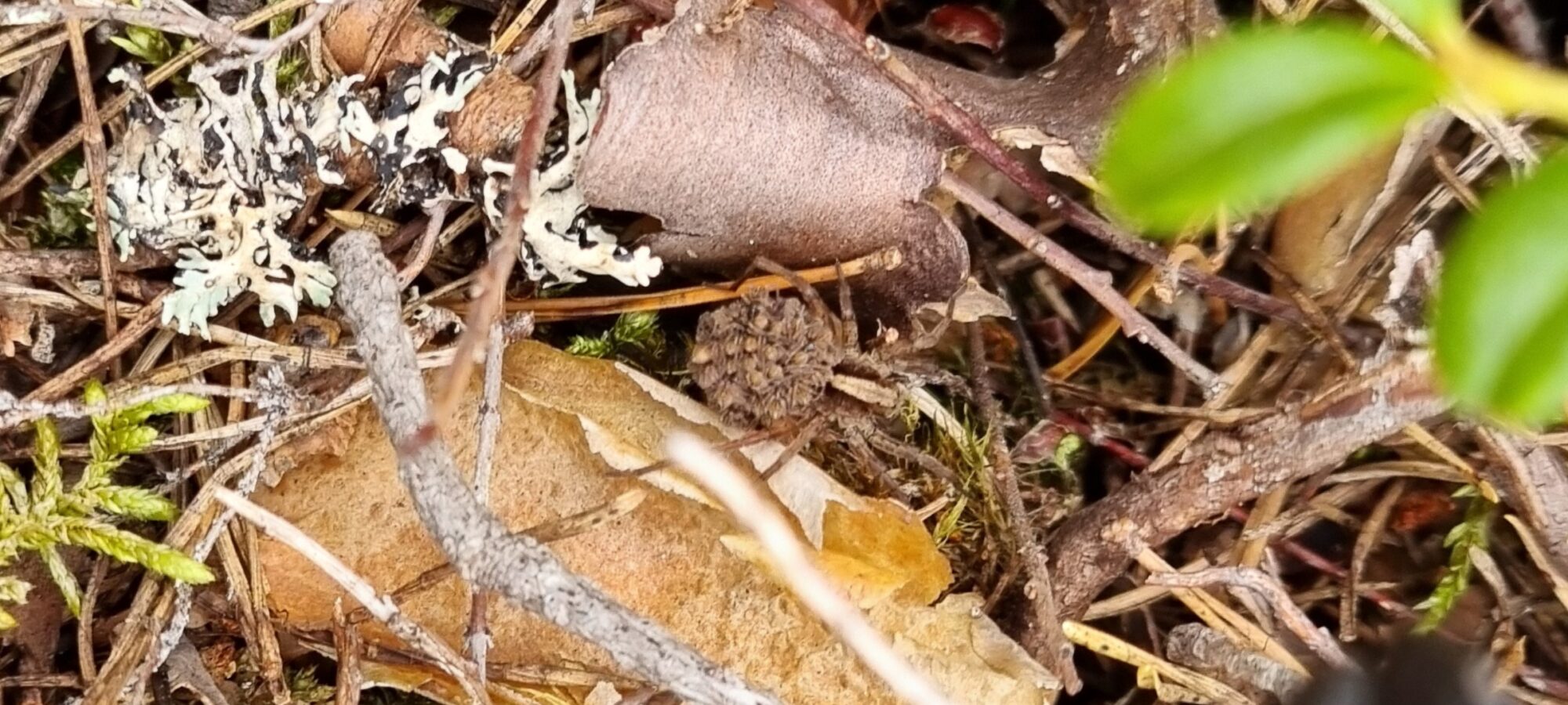 Valokuvaaja: Sari Jutila Valokuvaaja: Sari Jutila