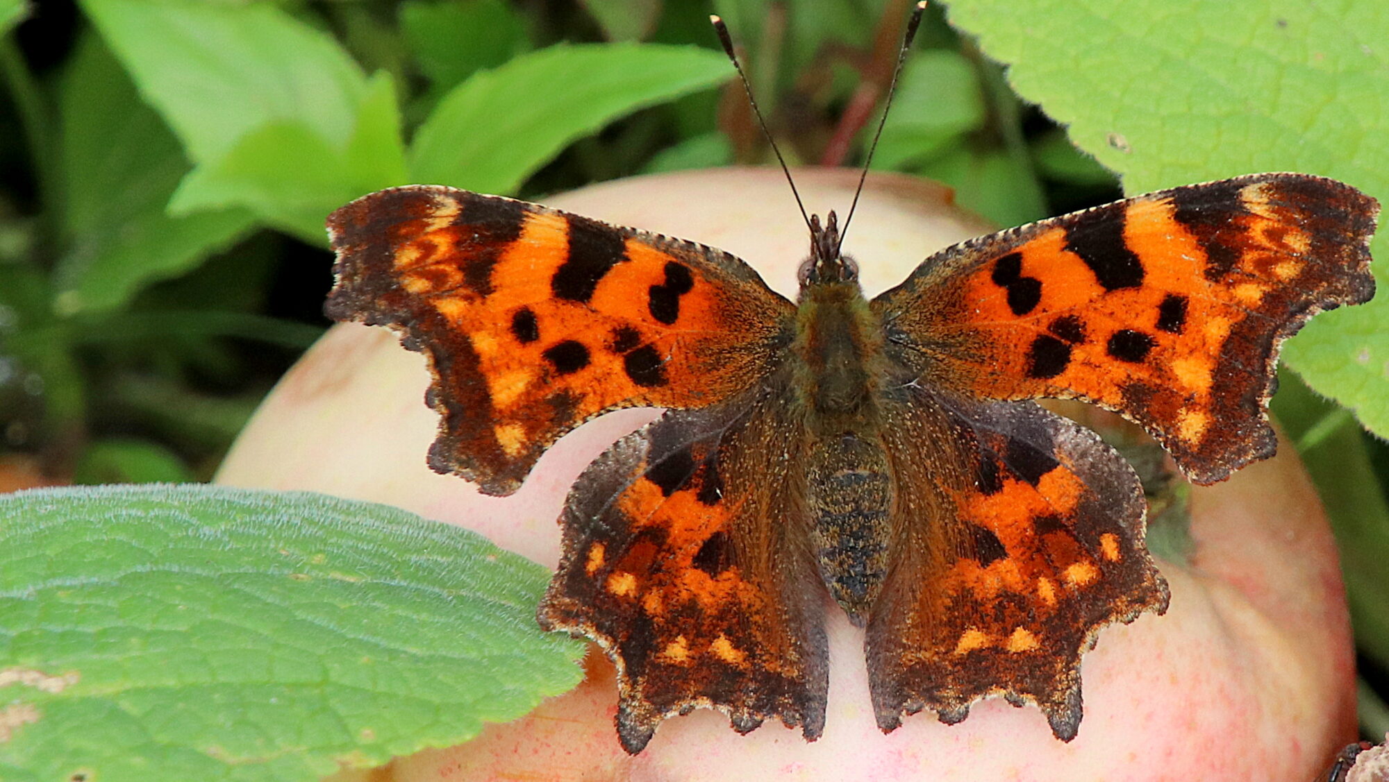 Valokuvaaja: sirpa Jyske