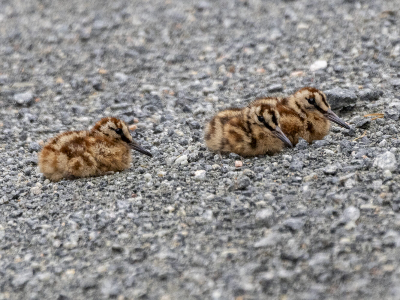 Valokuvaaja: Hannu Tikkanen