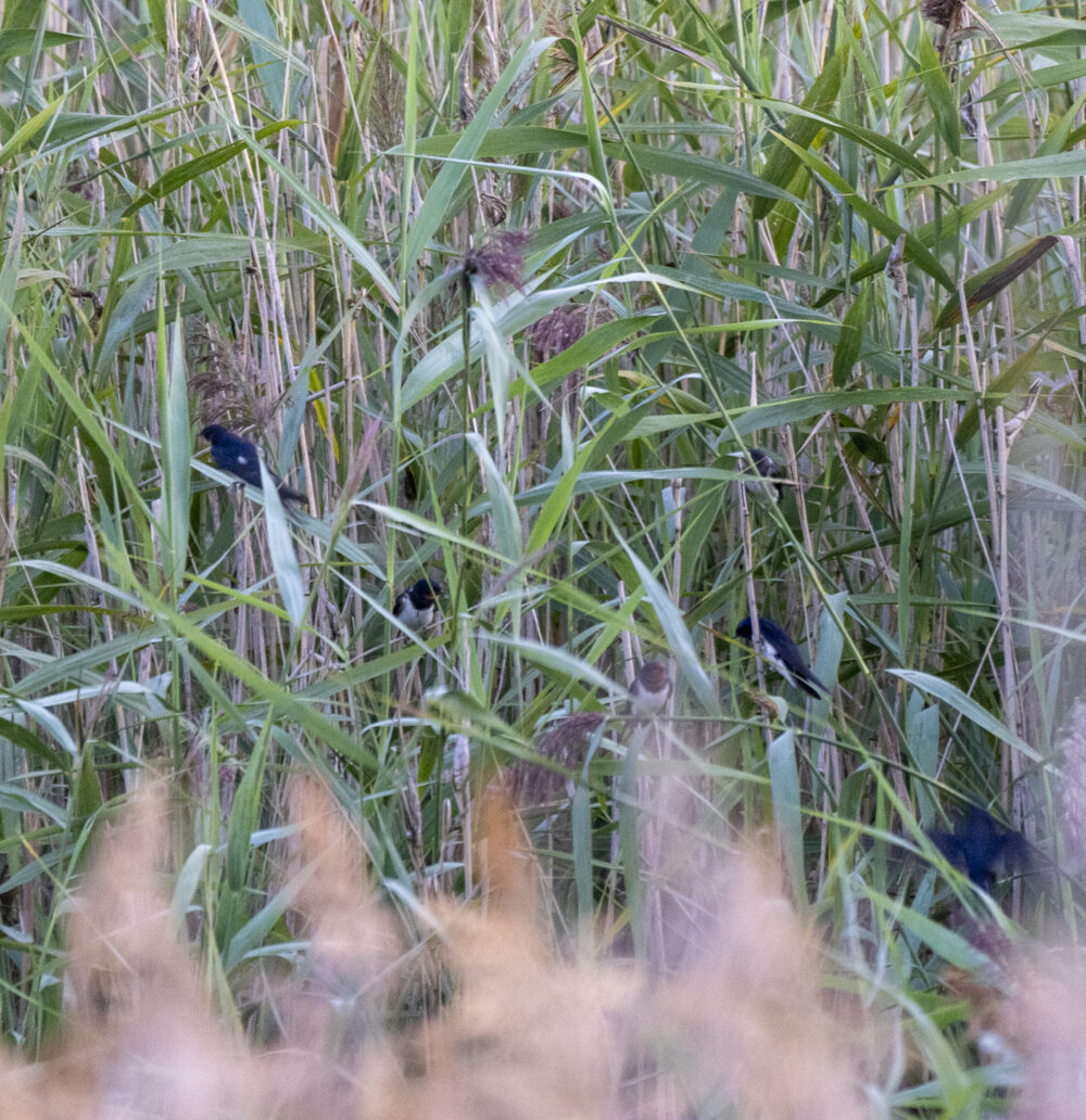 Valokuvaaja: Hannu Tikkanen