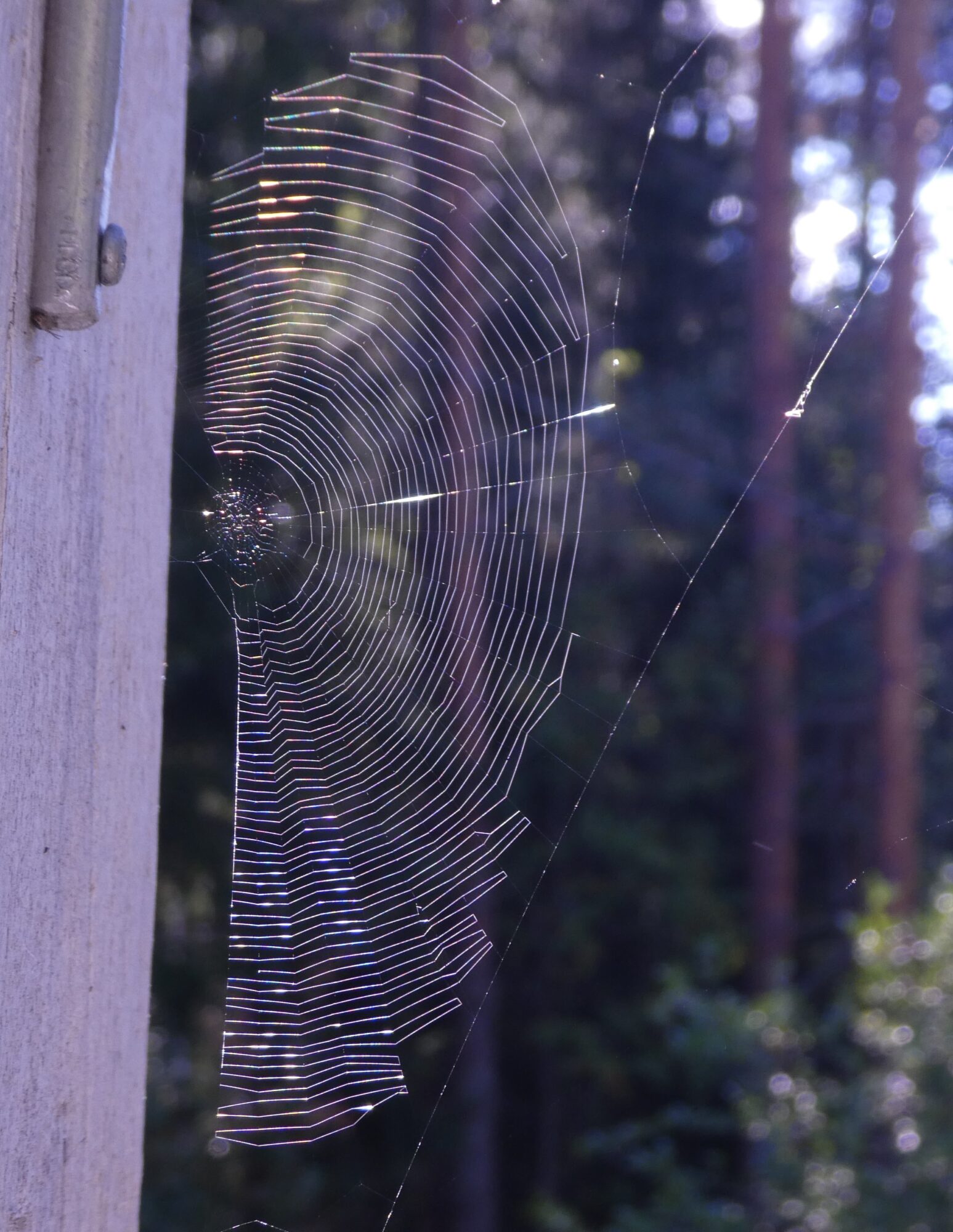Valokuvaaja: Anja Mustamaa