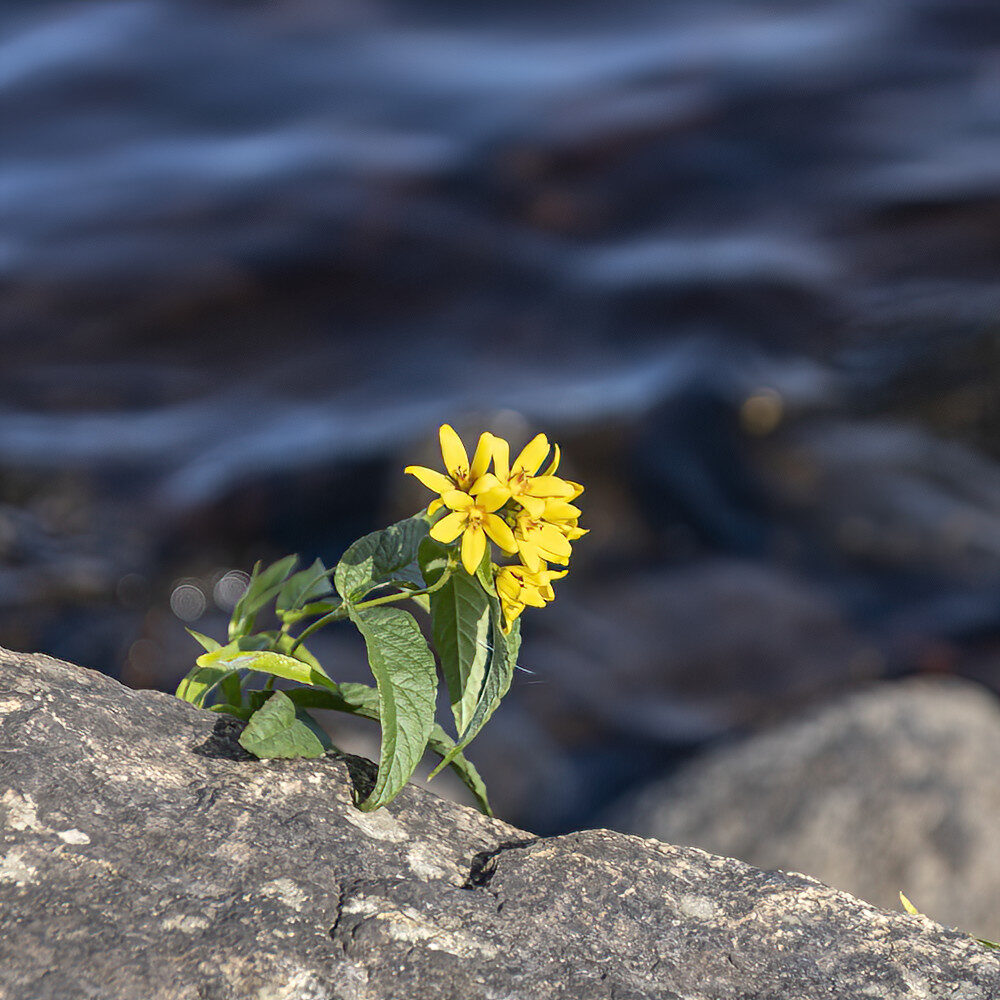 Valokuvaaja: Hannu Tikkanen